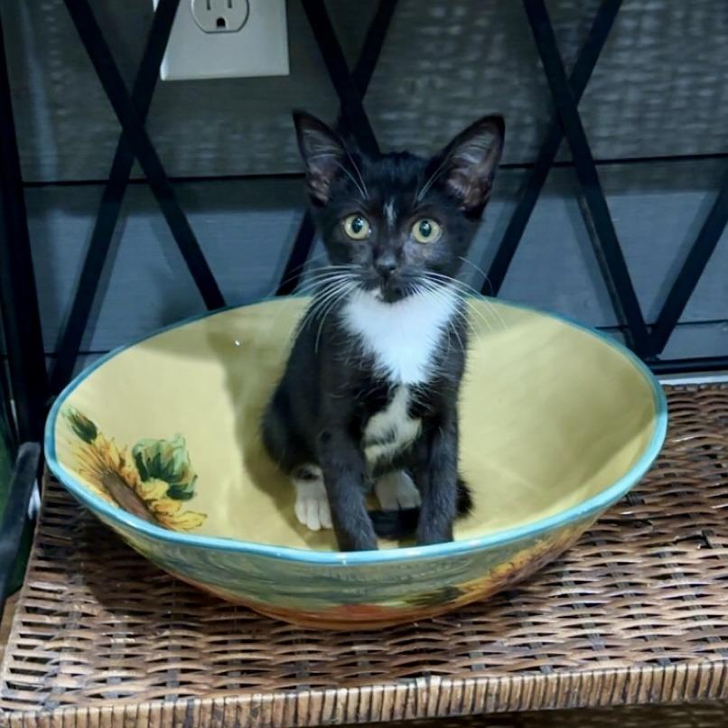 Enlarge Bubbles, a Adoptable Domestic Short Hair in Hillsborough, NC image 2/3