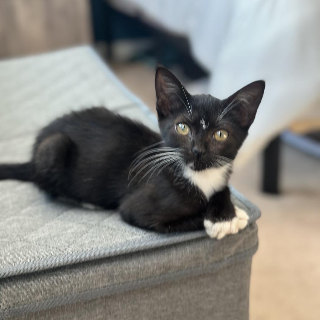 Enlarge Bubbles, a Adoptable Domestic Short Hair in Hillsborough, NC image 3/3