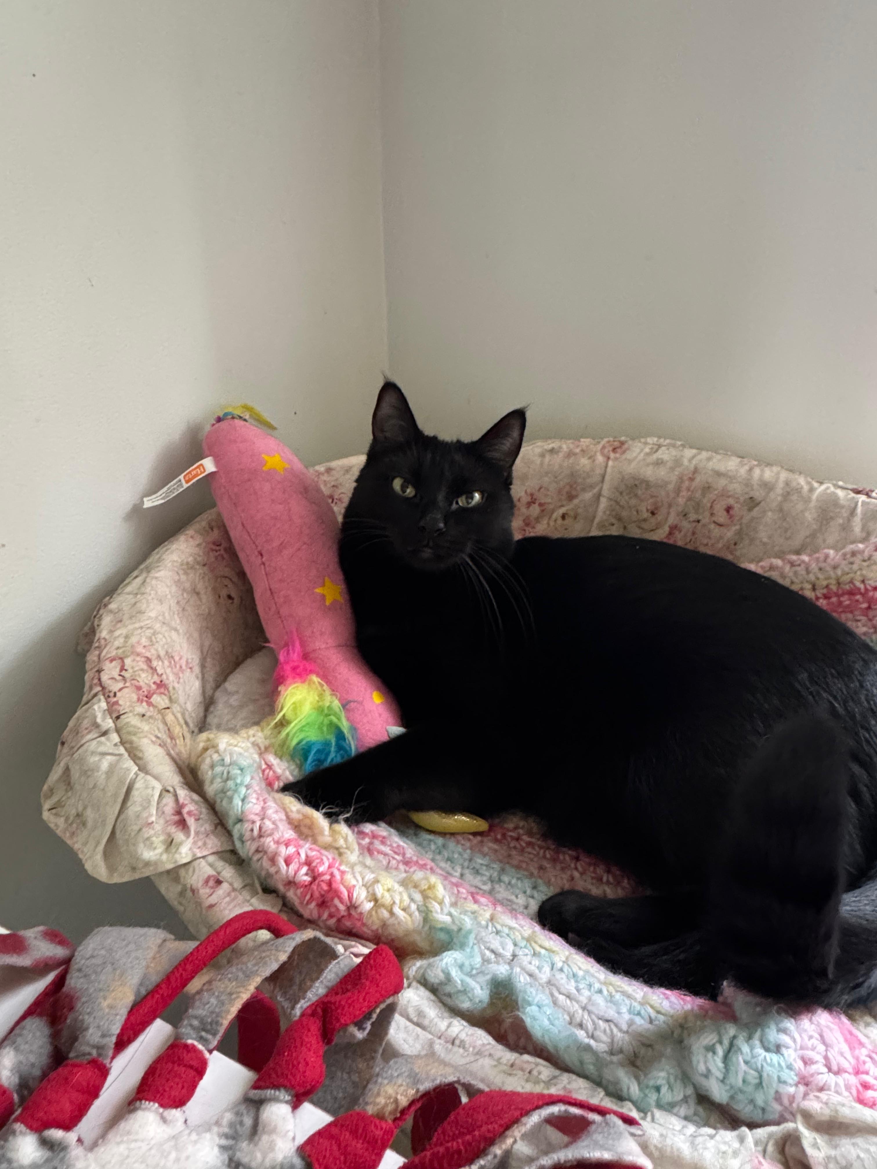 Chalupa-Bonded with Gordita, a ADOPTABLE Domestic Short Hair in Oak Forest, IL image 5/6