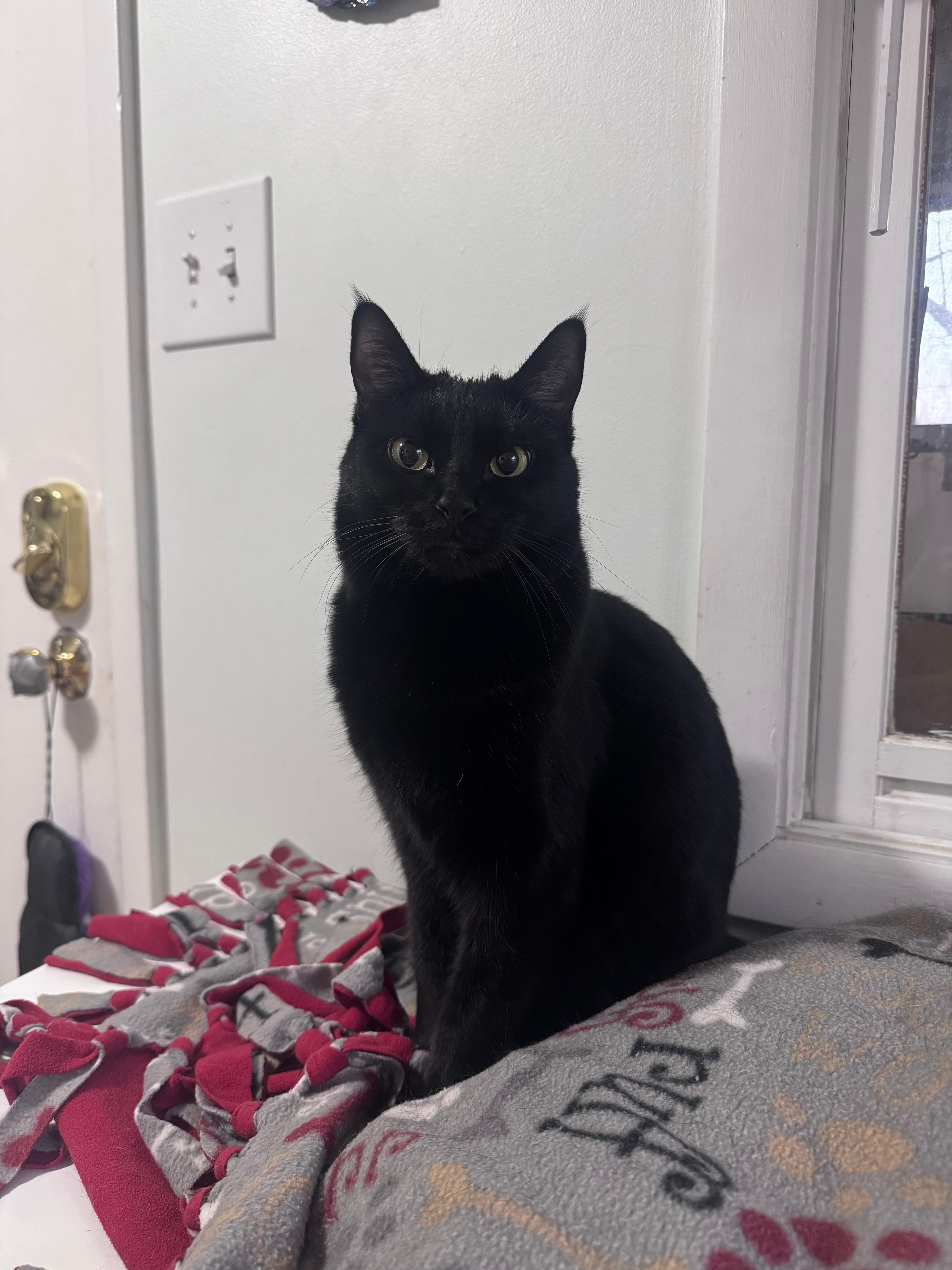 Chalupa-Bonded with Gordita, a ADOPTABLE Domestic Short Hair in Oak Forest, IL image 3/6