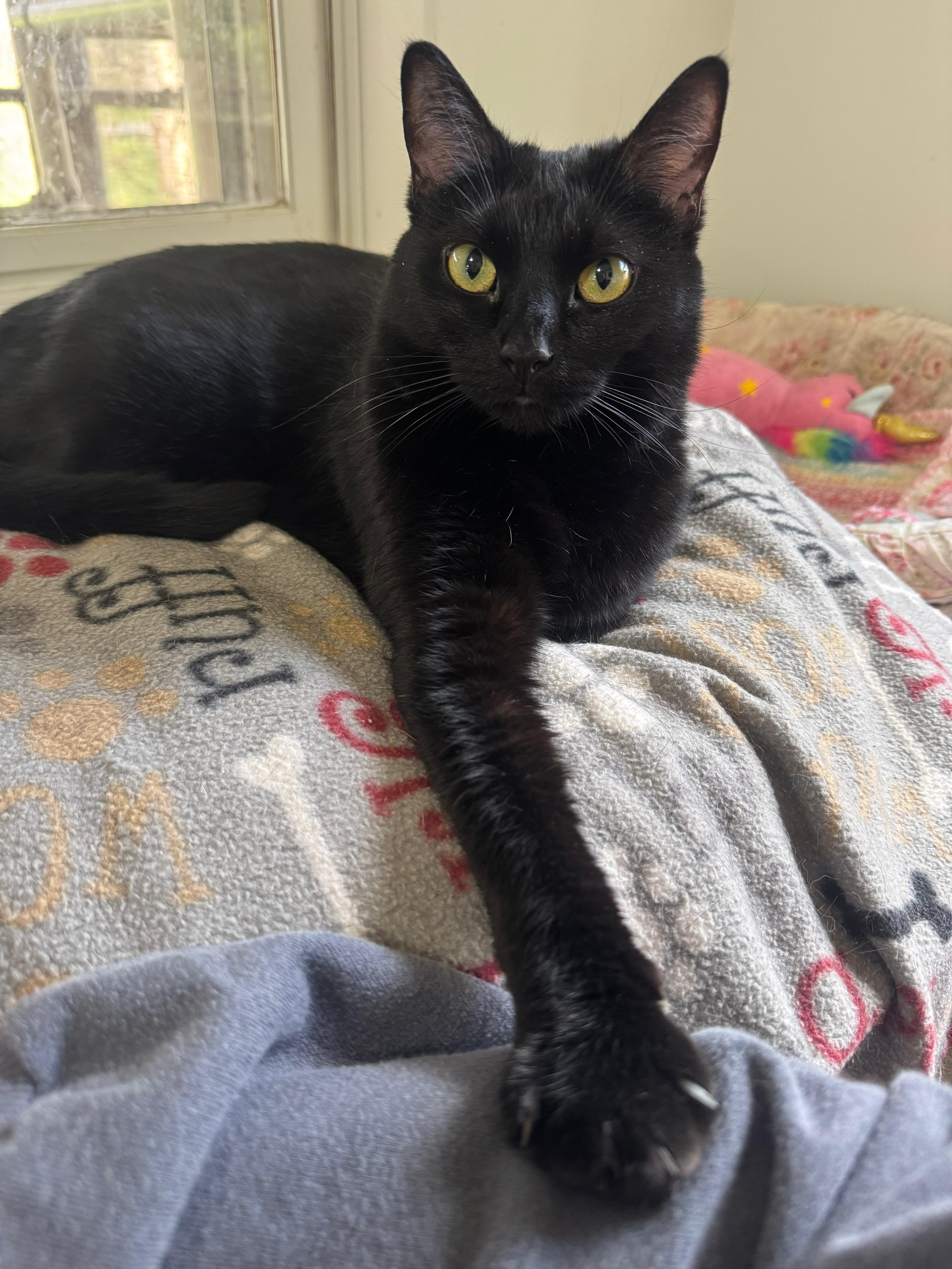 Chalupa-Bonded with Gordita, ADOPTABLE, Young Female Domestic Short Hair.