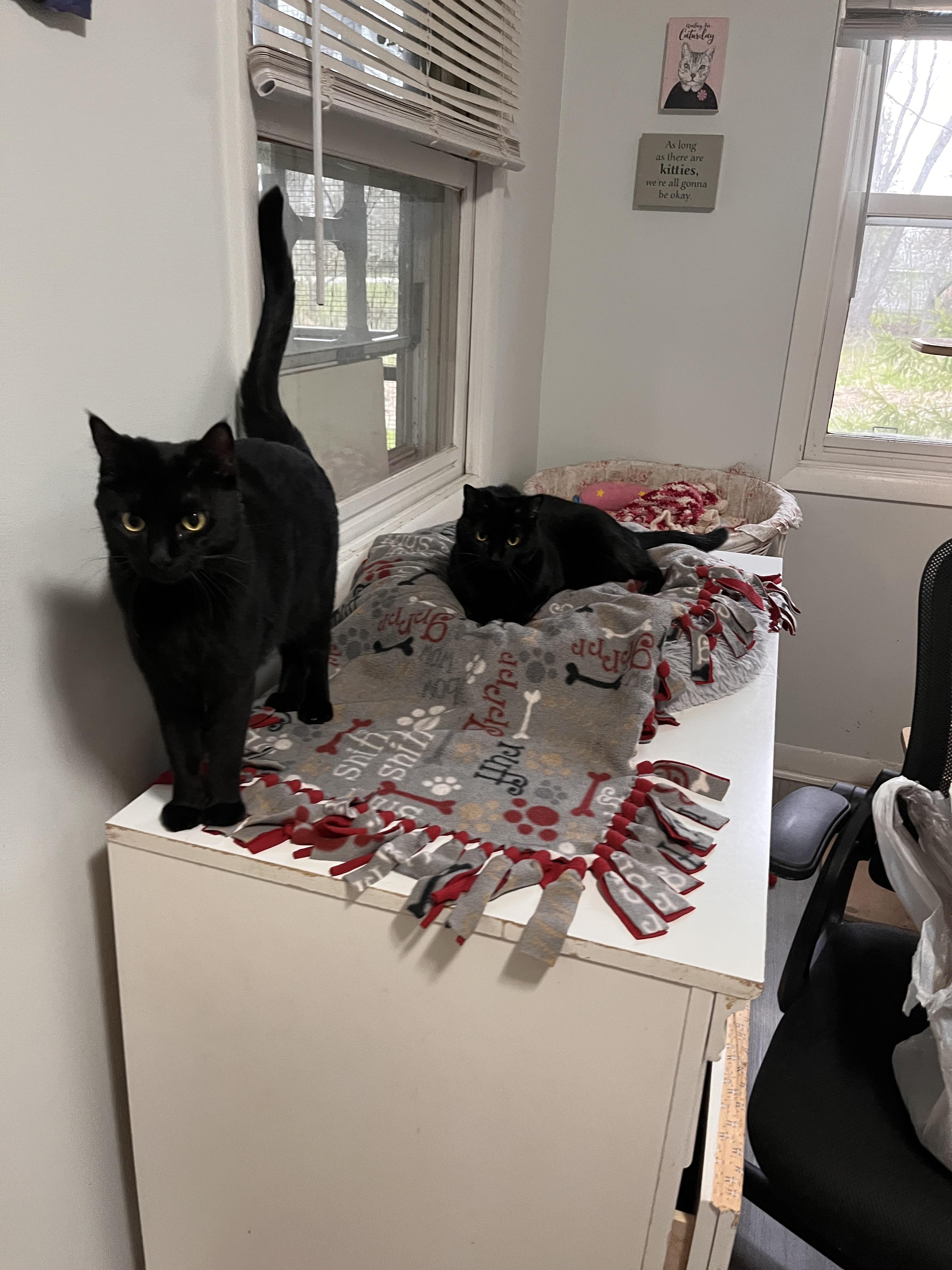 Chalupa-Bonded with Gordita, a ADOPTABLE Domestic Short Hair in Oak Forest, IL image 4/6
