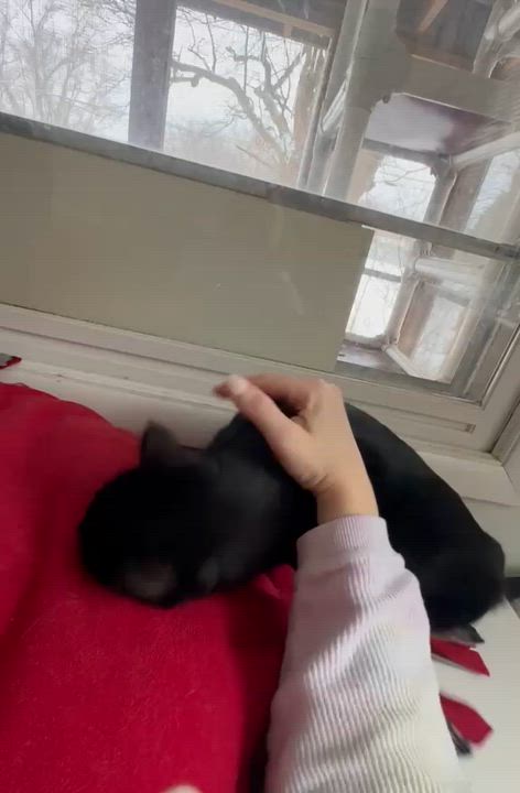 Enlarge Chalupa-Bonded with Gordita, a ADOPTABLE Domestic Short Hair in Oak Forest, IL video 6/6