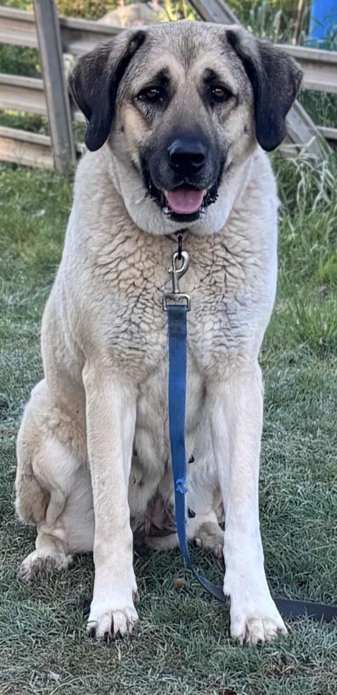 Enlarge Keeper, a Adoptable Anatolian Shepherd in Brookshire, TX image 1/1