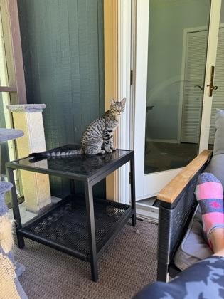 Enlarge Maurice (must be adopted with Julian), a Adopted mixed breed in Hillsboro, OR image 1/3