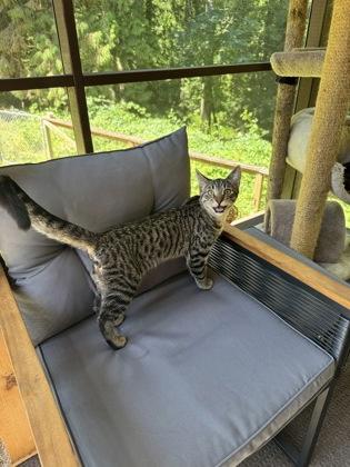 Enlarge Maurice (must be adopted with Julian), a Adopted mixed breed in Hillsboro, OR image 2/3