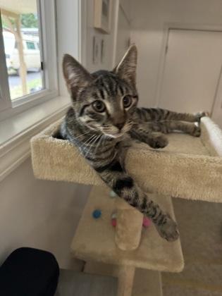 Enlarge Maurice (must be adopted with Julian), a Adopted mixed breed in Hillsboro, OR image 3/3