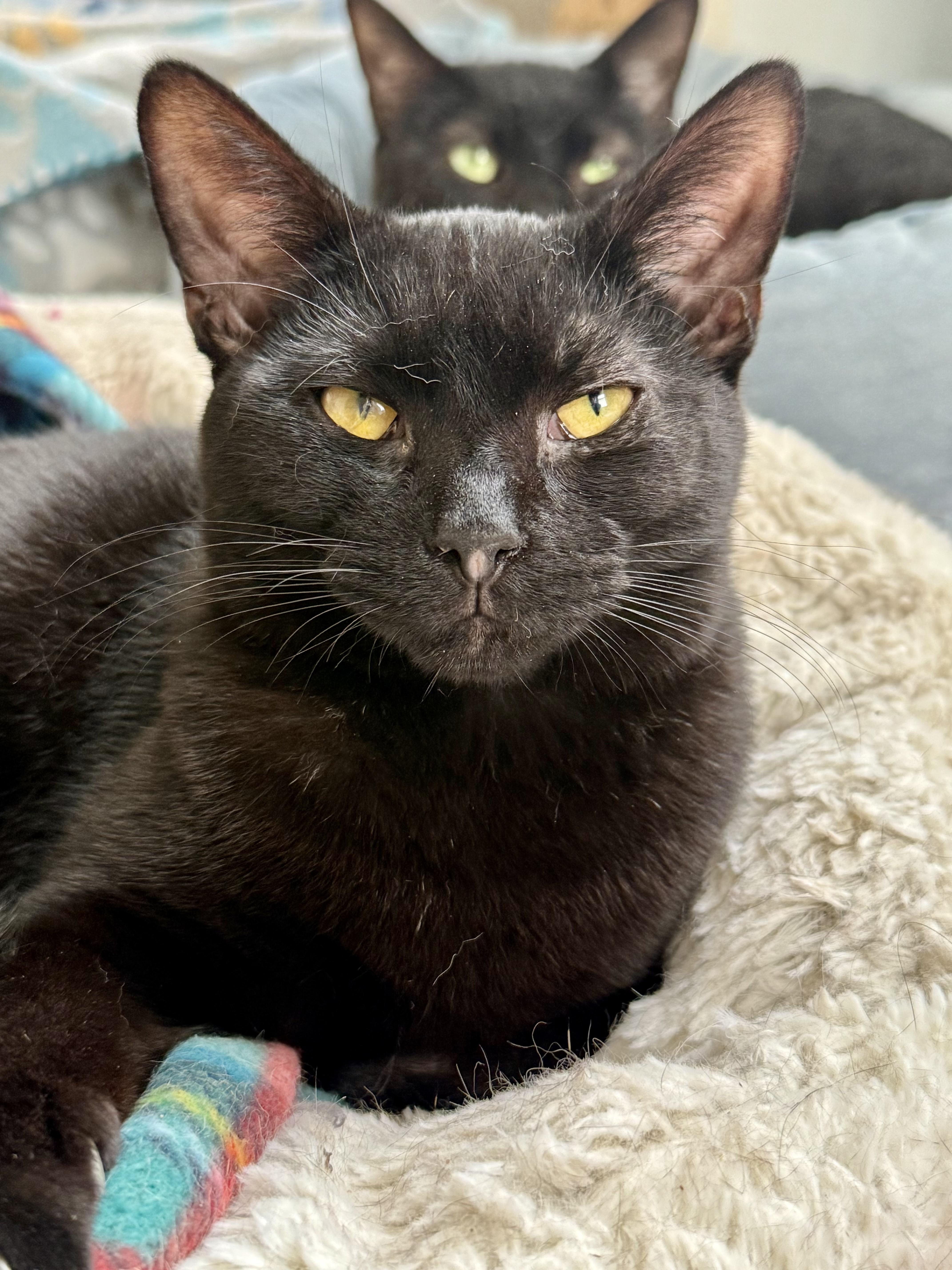 Enlarge Dobby, an adopted Domestic Short Hair in Shreveport, LA image 1/1