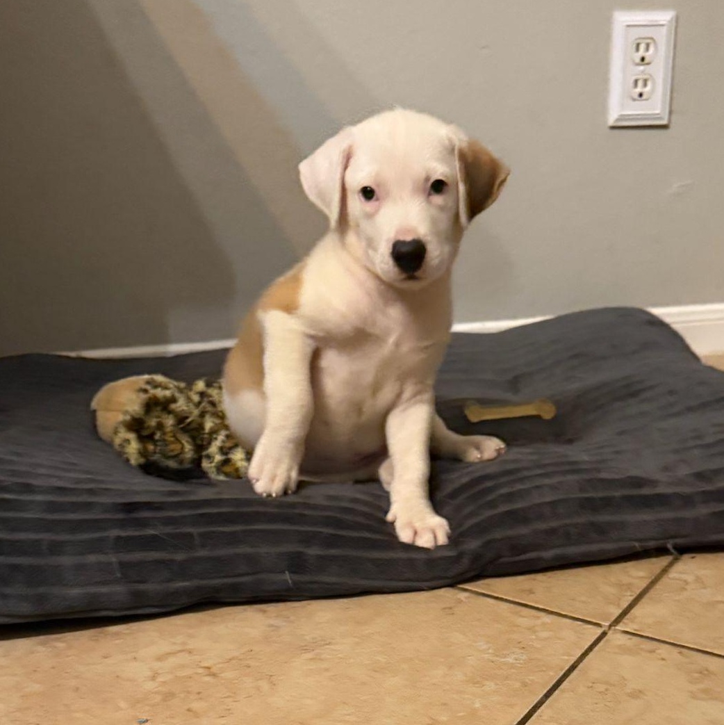 Diesel, a Adoptable mixed breed in Houston, TX image 5/5