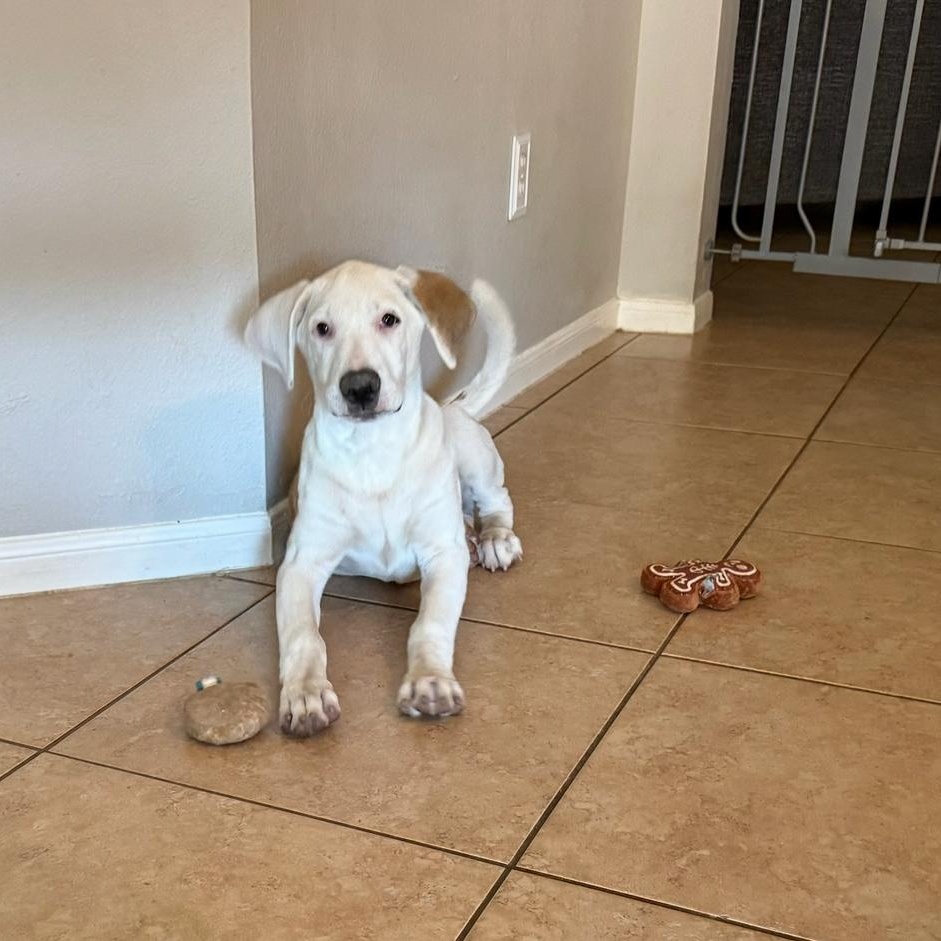 Diesel, a Adoptable mixed breed in Houston, TX image 1/5