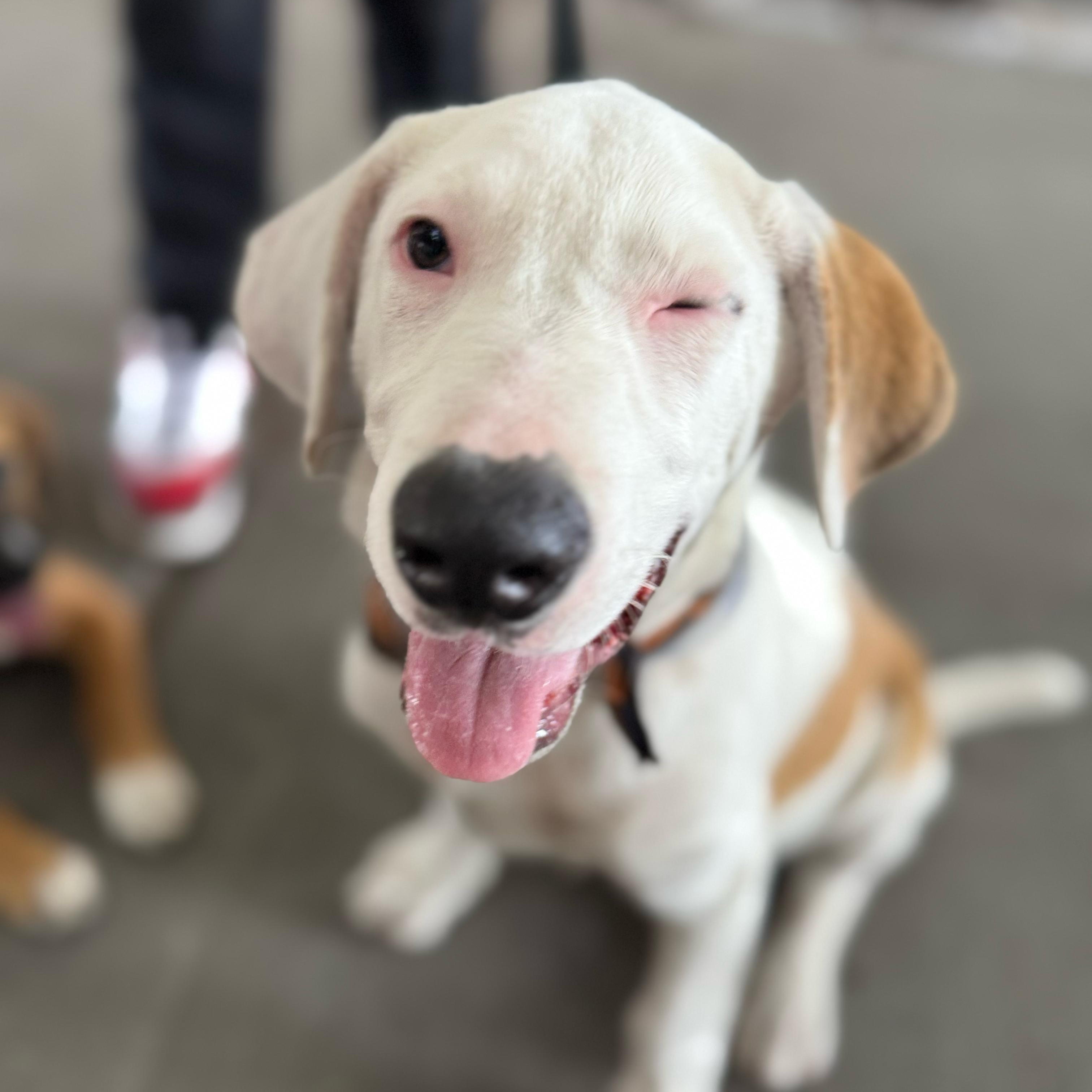 Diesel, a Adoptable mixed breed in Houston, TX image 2/5