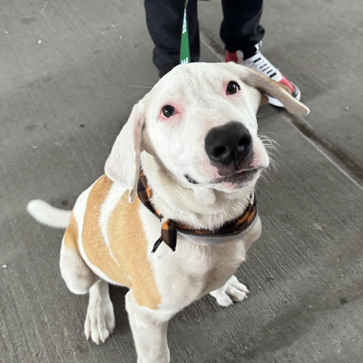 Diesel, a Adoptable mixed breed in Houston, TX image 3/5