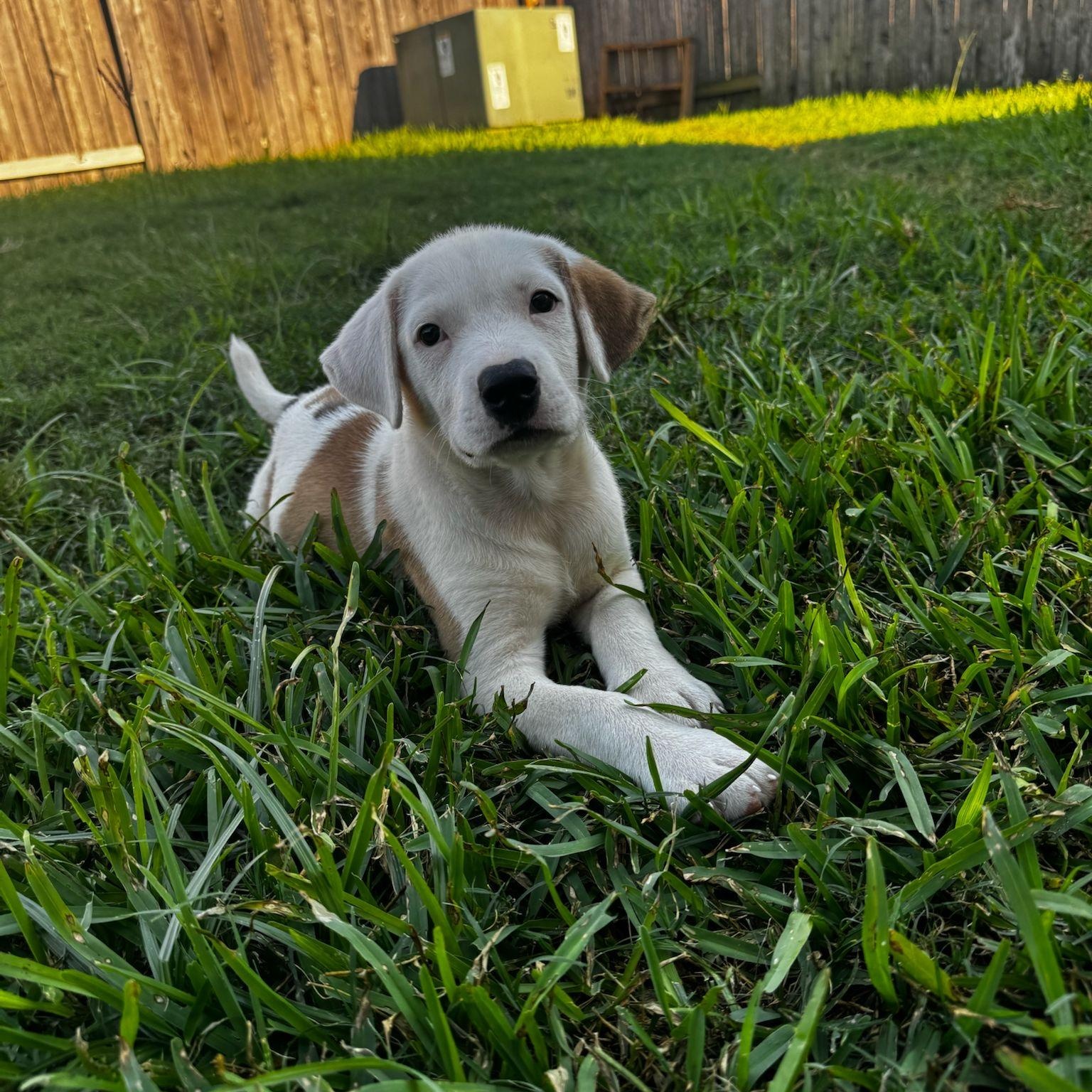 Diesel, a Adoptable mixed breed in Houston, TX image 4/5