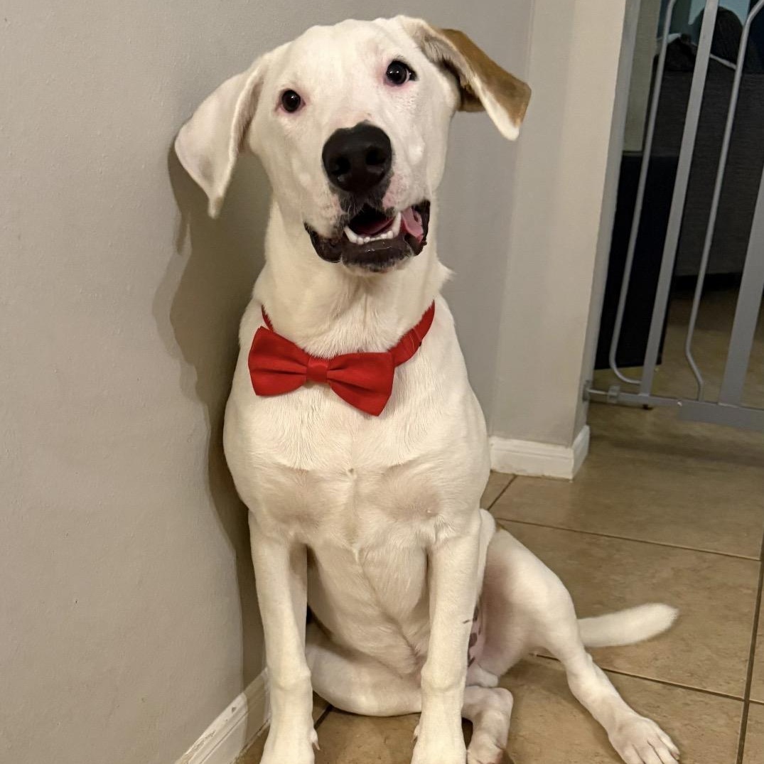 Enlarge Diesel, a Adoptable mixed breed in Houston, TX image 1/6