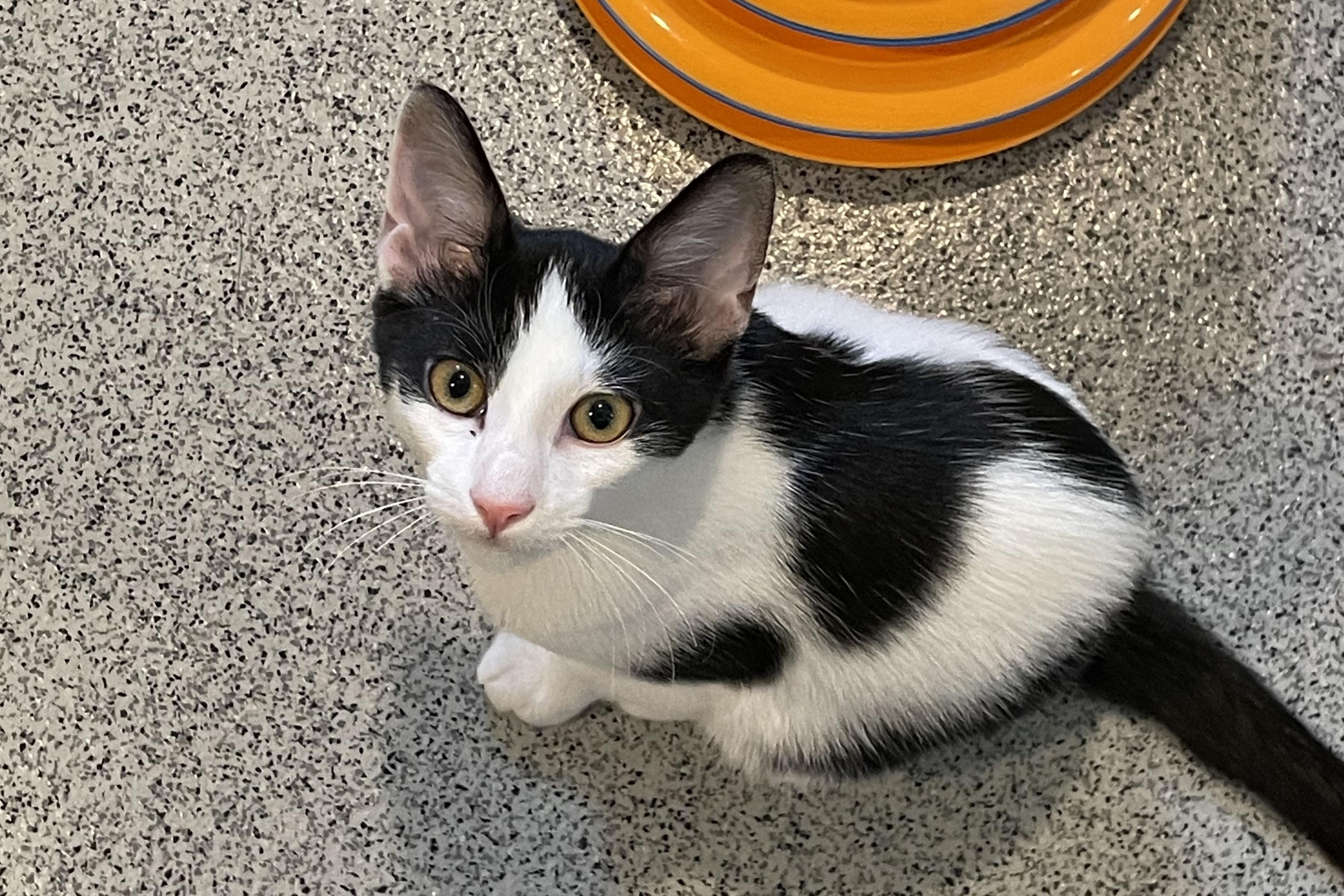 Max, Adopted, Kitten Male Domestic Short Hair.