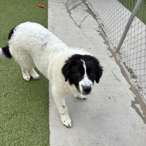 Enlarge Mallard , a ADOPTABLE mixed breed in Fayetteville, AR image 2/5