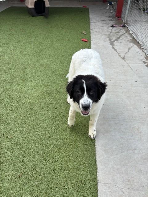 Enlarge Mallard , a ADOPTABLE mixed breed in Fayetteville, AR image 3/5