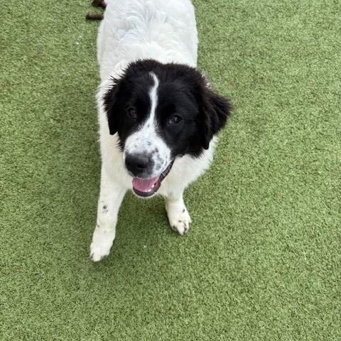 Mallard , ADOPTABLE, Young Female Great Pyrenees.