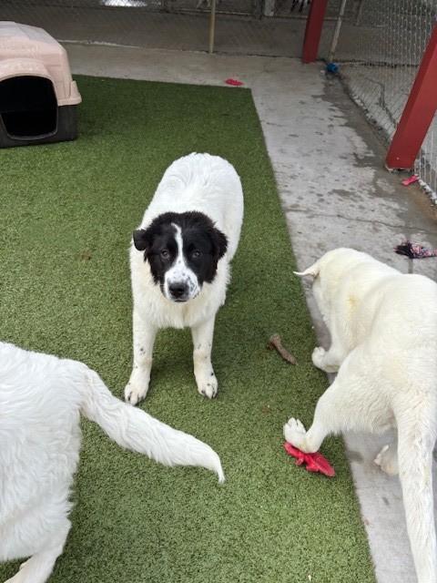 Enlarge Mallard , a ADOPTABLE mixed breed in Fayetteville, AR image 5/5