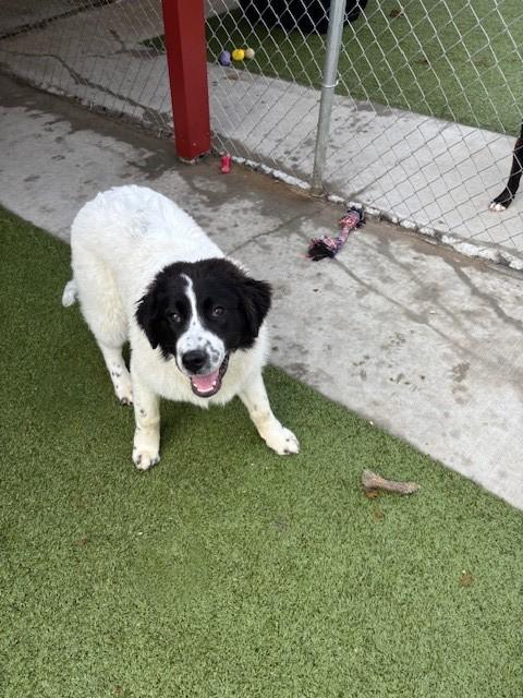 Enlarge Mallard , a ADOPTABLE mixed breed in Fayetteville, AR image 4/5
