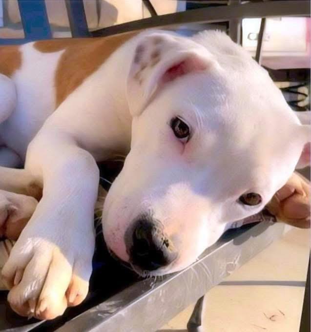 Charlie — thumbnail 2