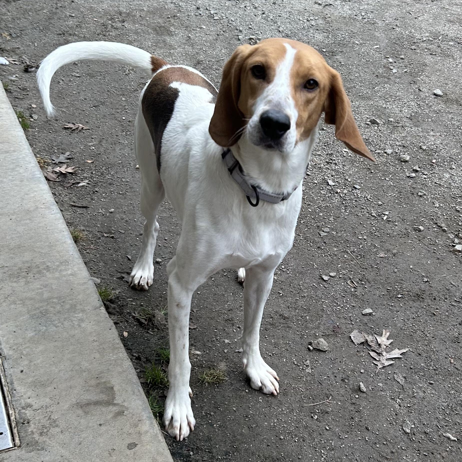 Harry, ADOPTABLE, Adult Male Hound.