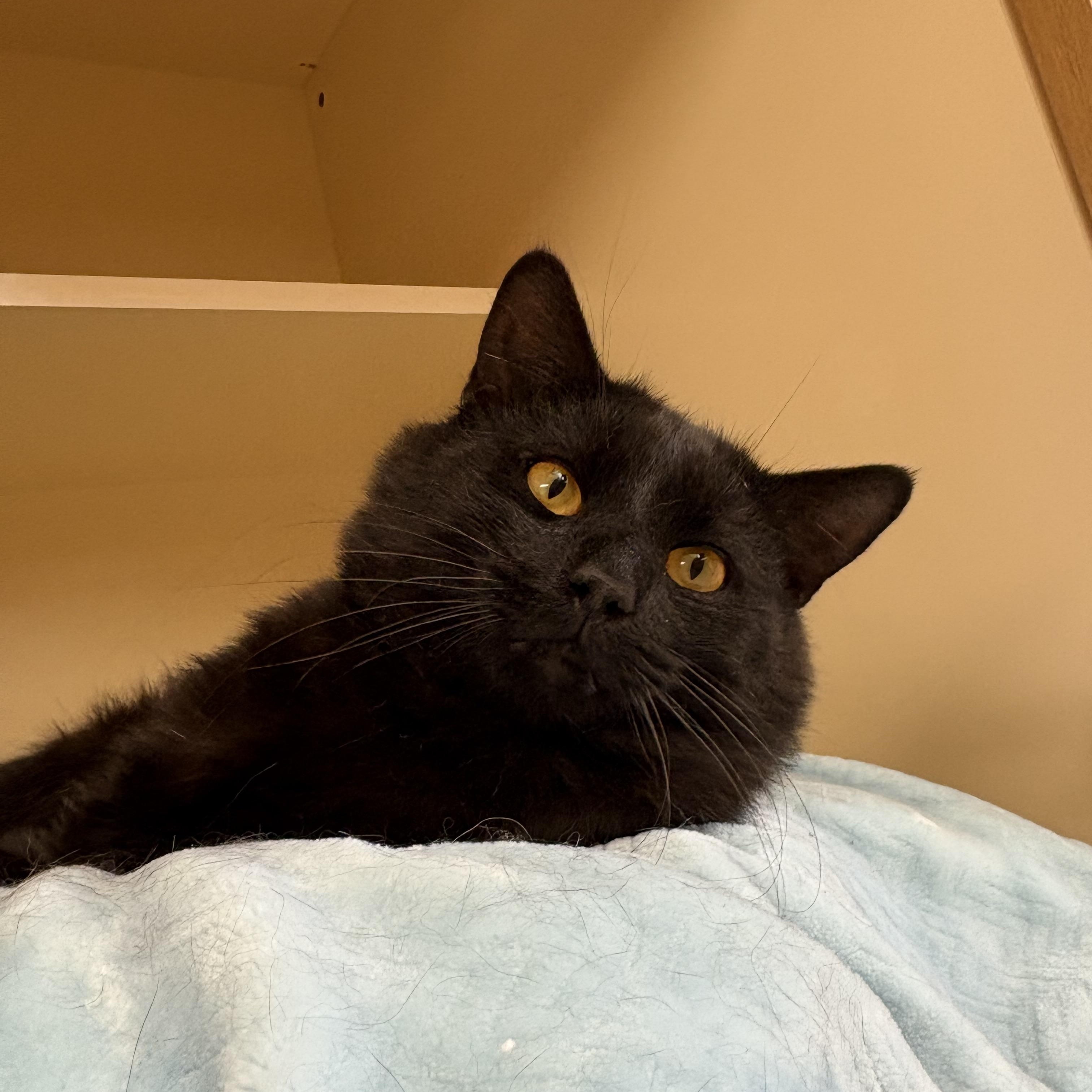 Tripp, adoptable, Adult Male Domestic Medium Hair.