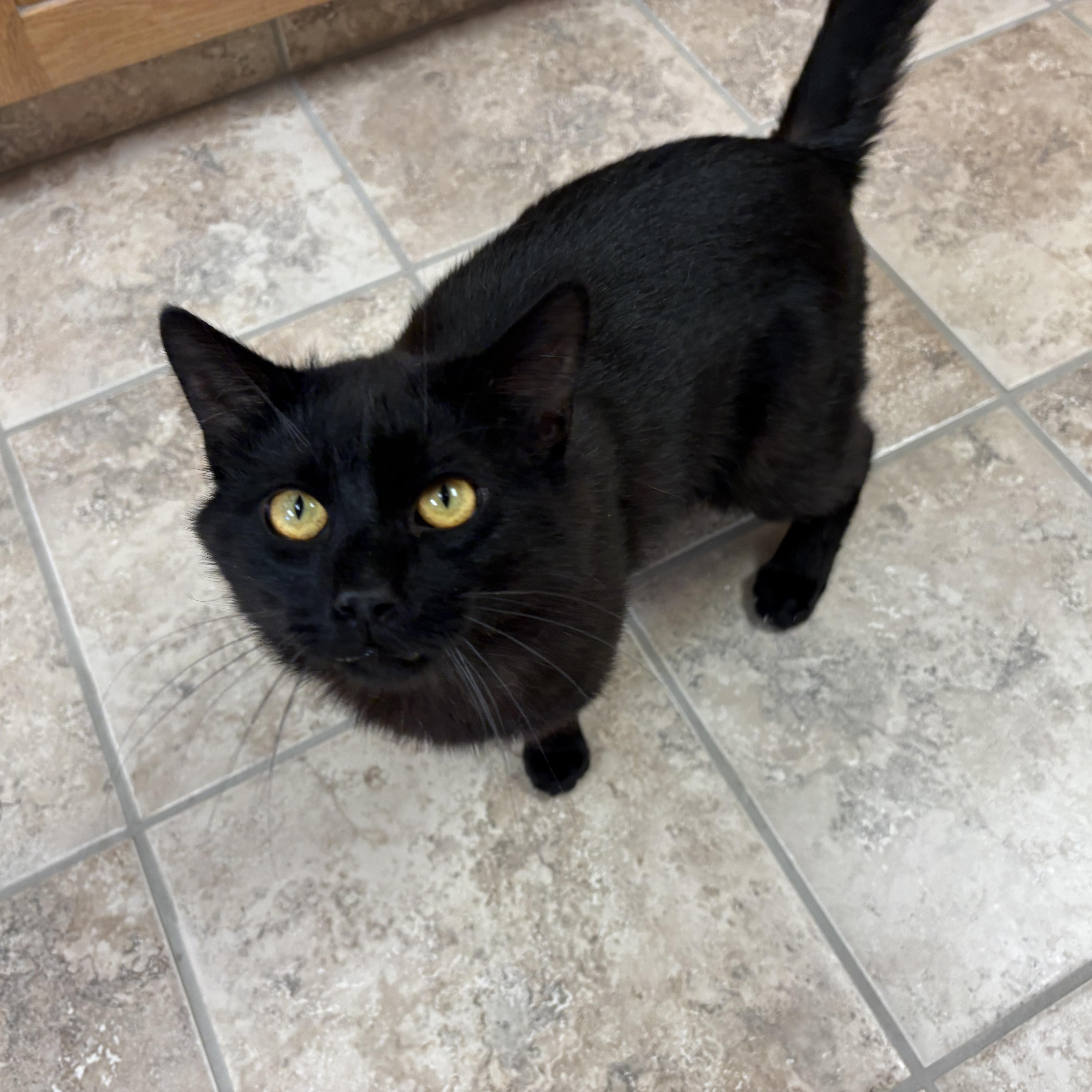 Tripp, an adoptable mixed breed in Hays, KS image 3/6