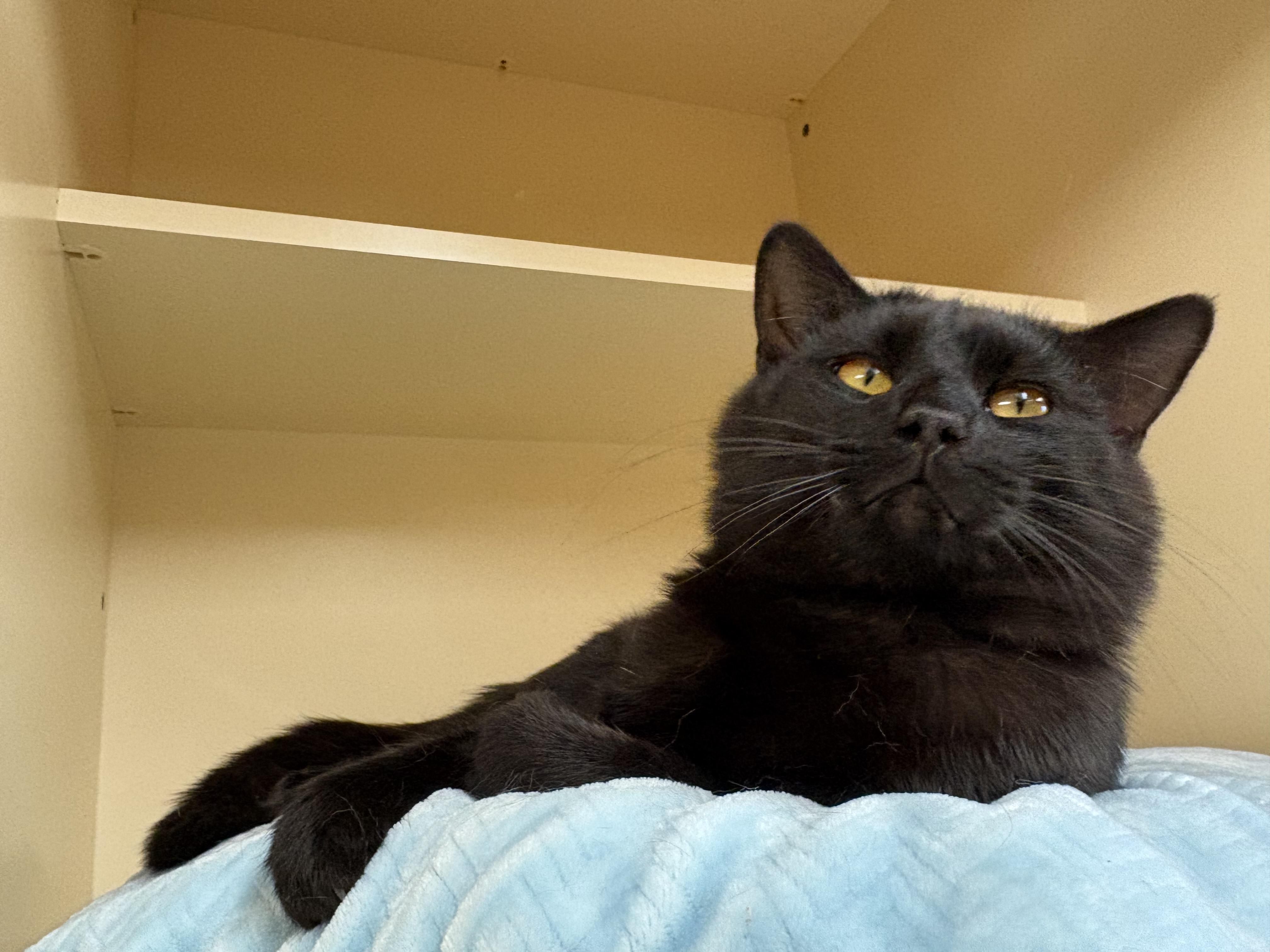 Tripp, an adoptable mixed breed in Hays, KS image 4/6