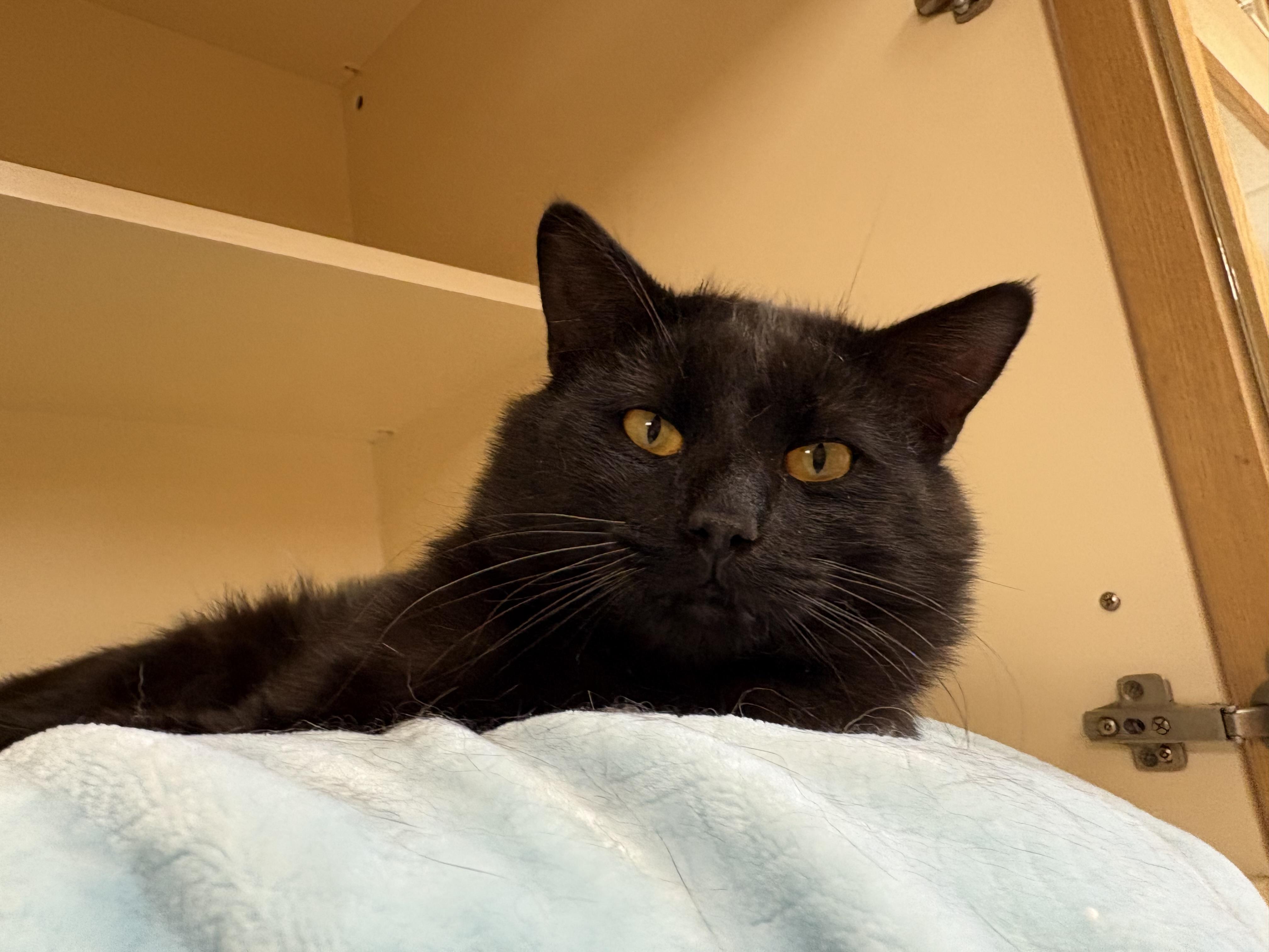 Tripp, an adoptable mixed breed in Hays, KS image 2/6