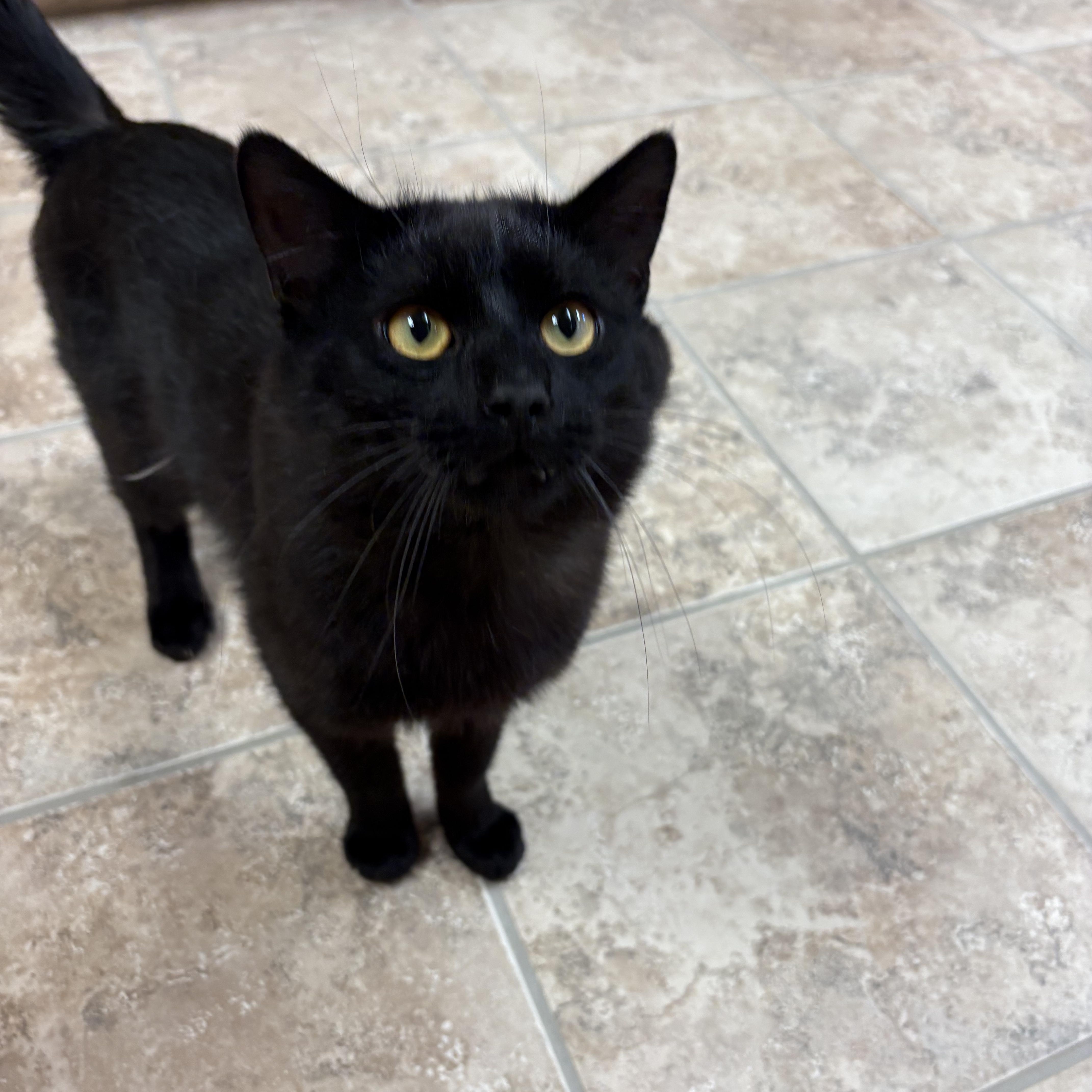 Tripp, an adoptable mixed breed in Hays, KS image 5/6