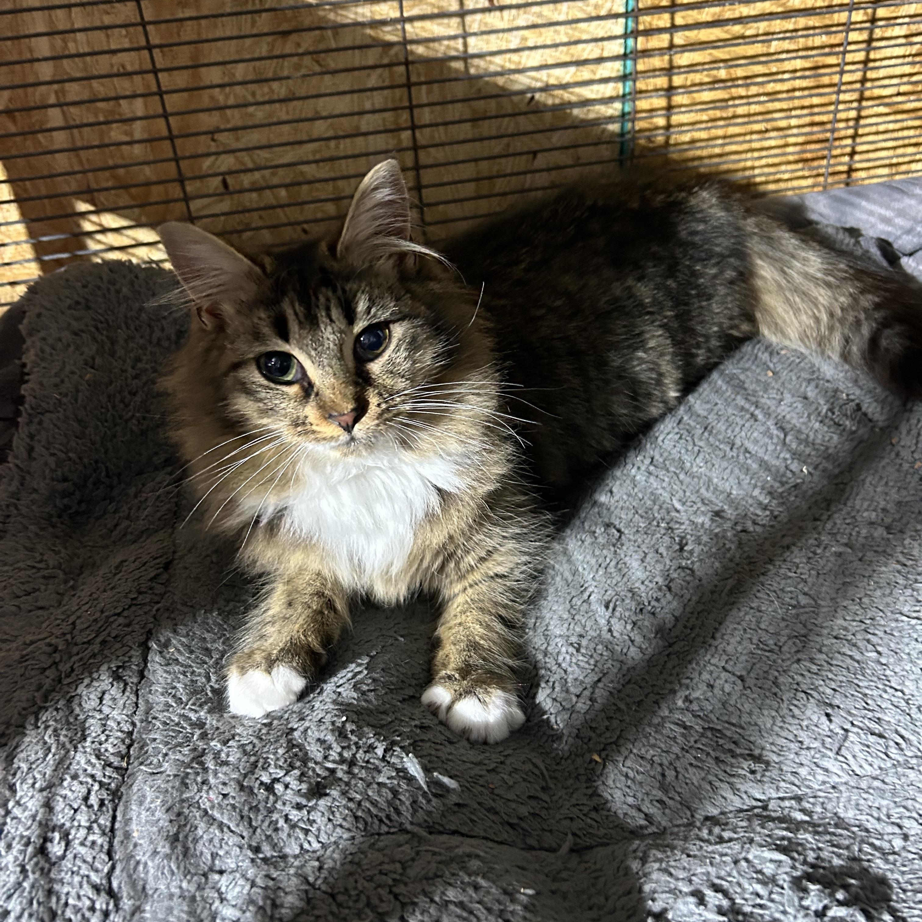 Enlarge Athena, an adopted mixed breed in Walkertown, NC image 2/3