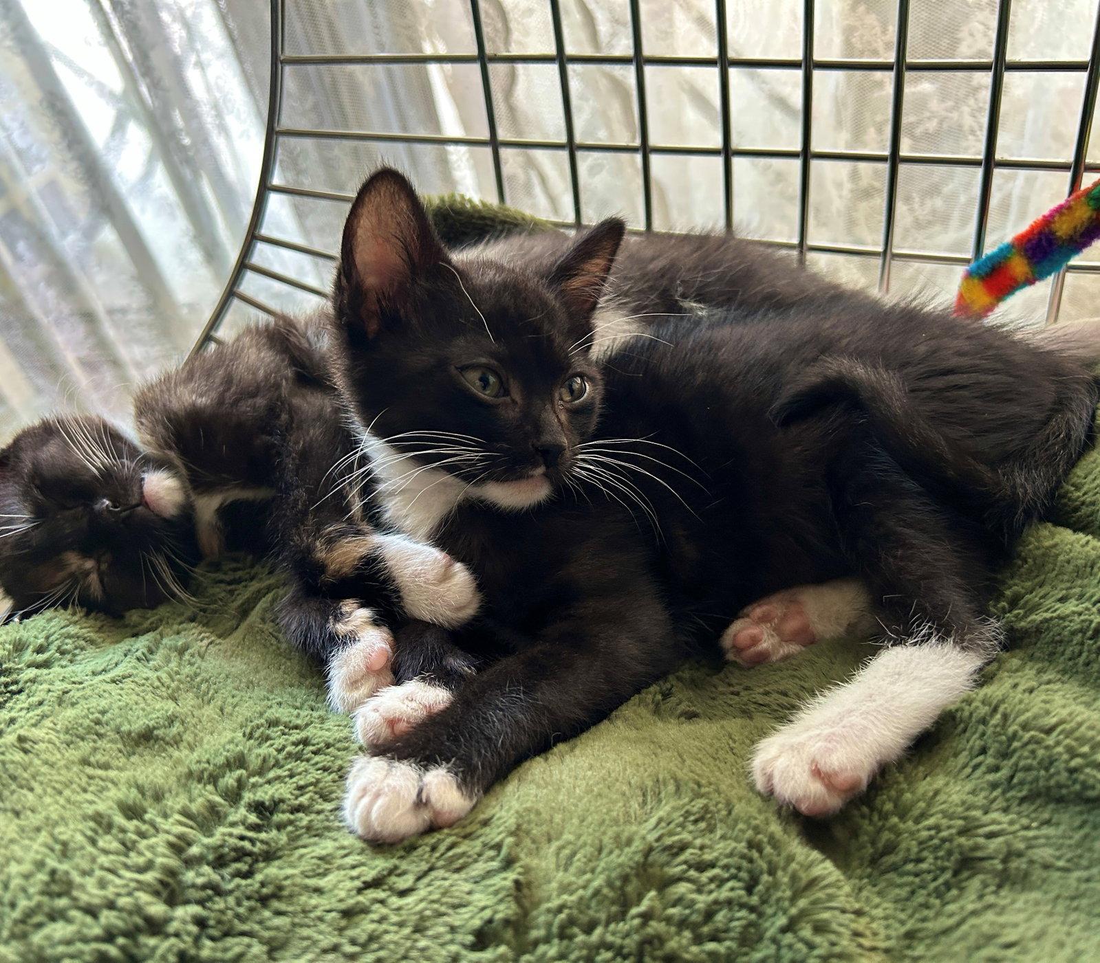 Lyle, Adoptable, Kitten Male Domestic Short Hair.