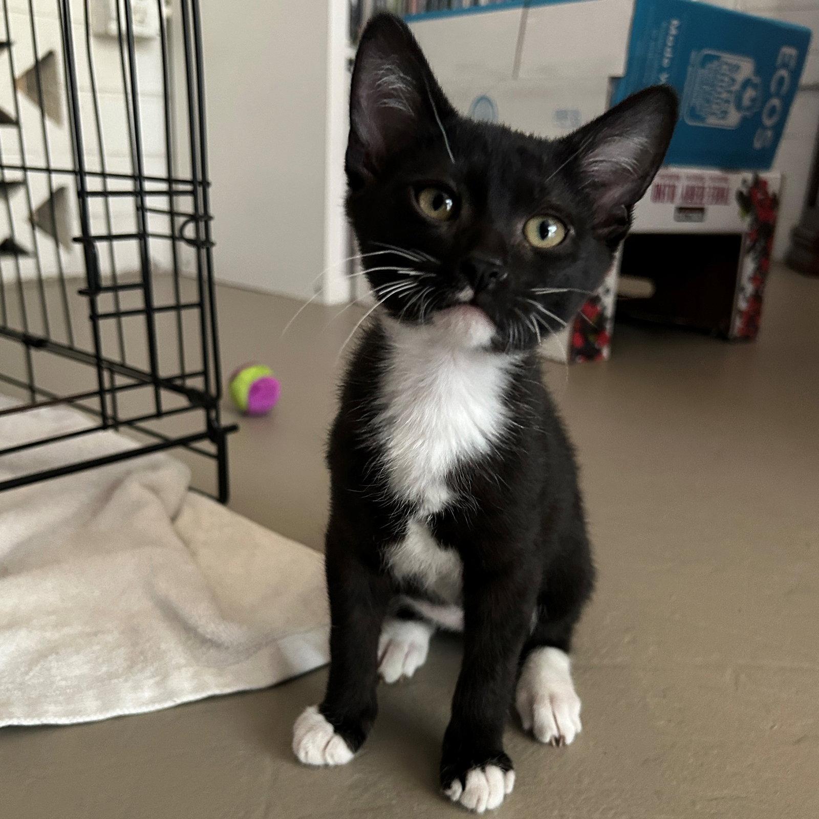 Enlarge Lyle, a Adoptable Domestic Short Hair in Phoenix, AZ image 2/2