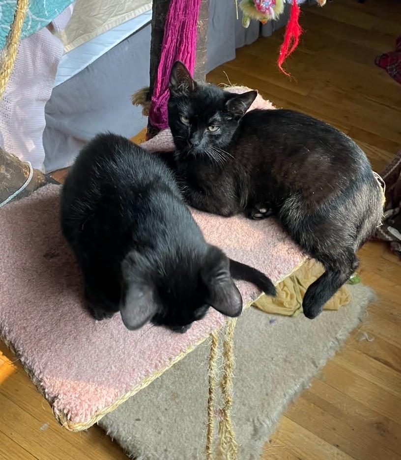 Pepper and Peter in foster care, Baby Male unknown
