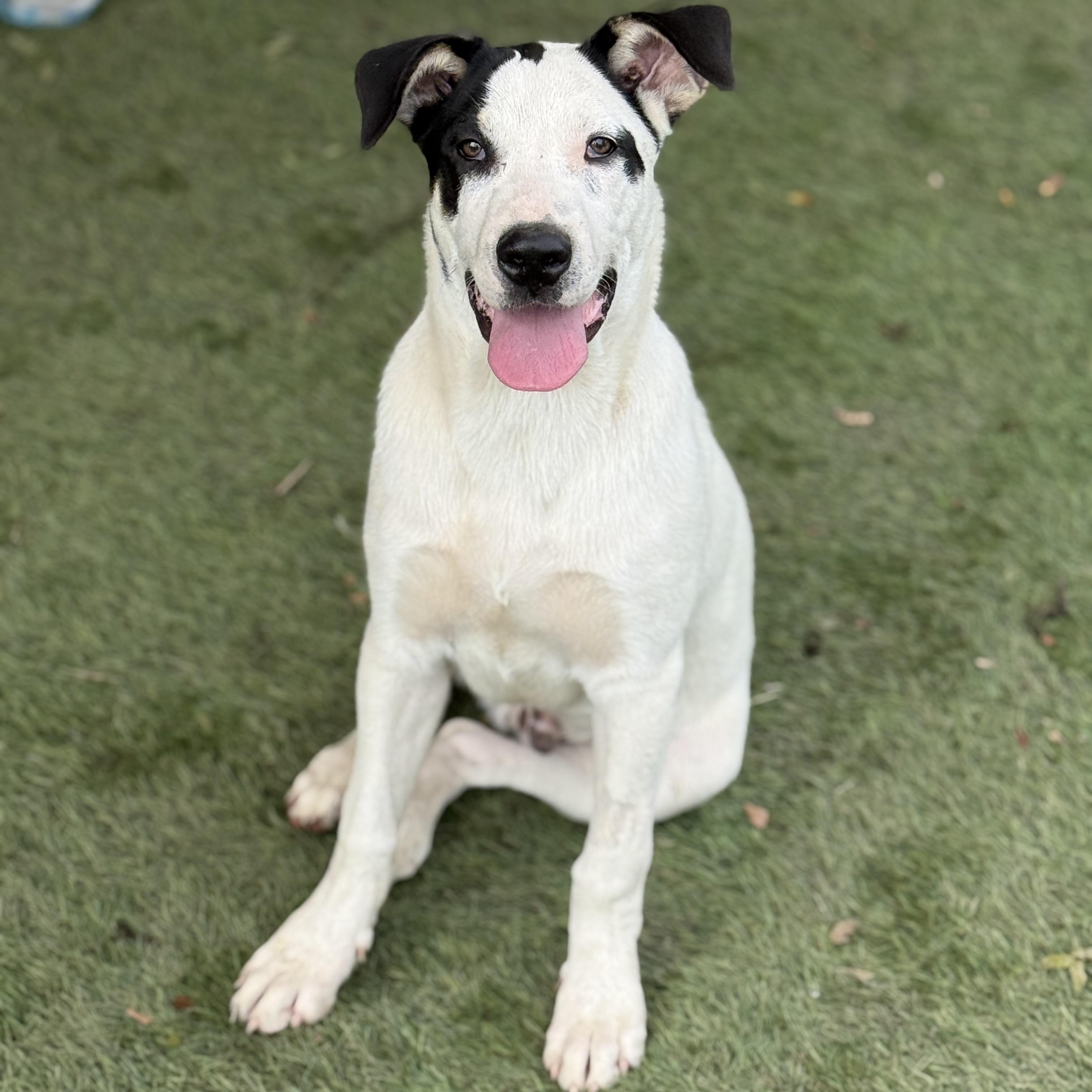 Enlarge Max, a Adoptable mixed breed in Glenolden, PA image 2/6