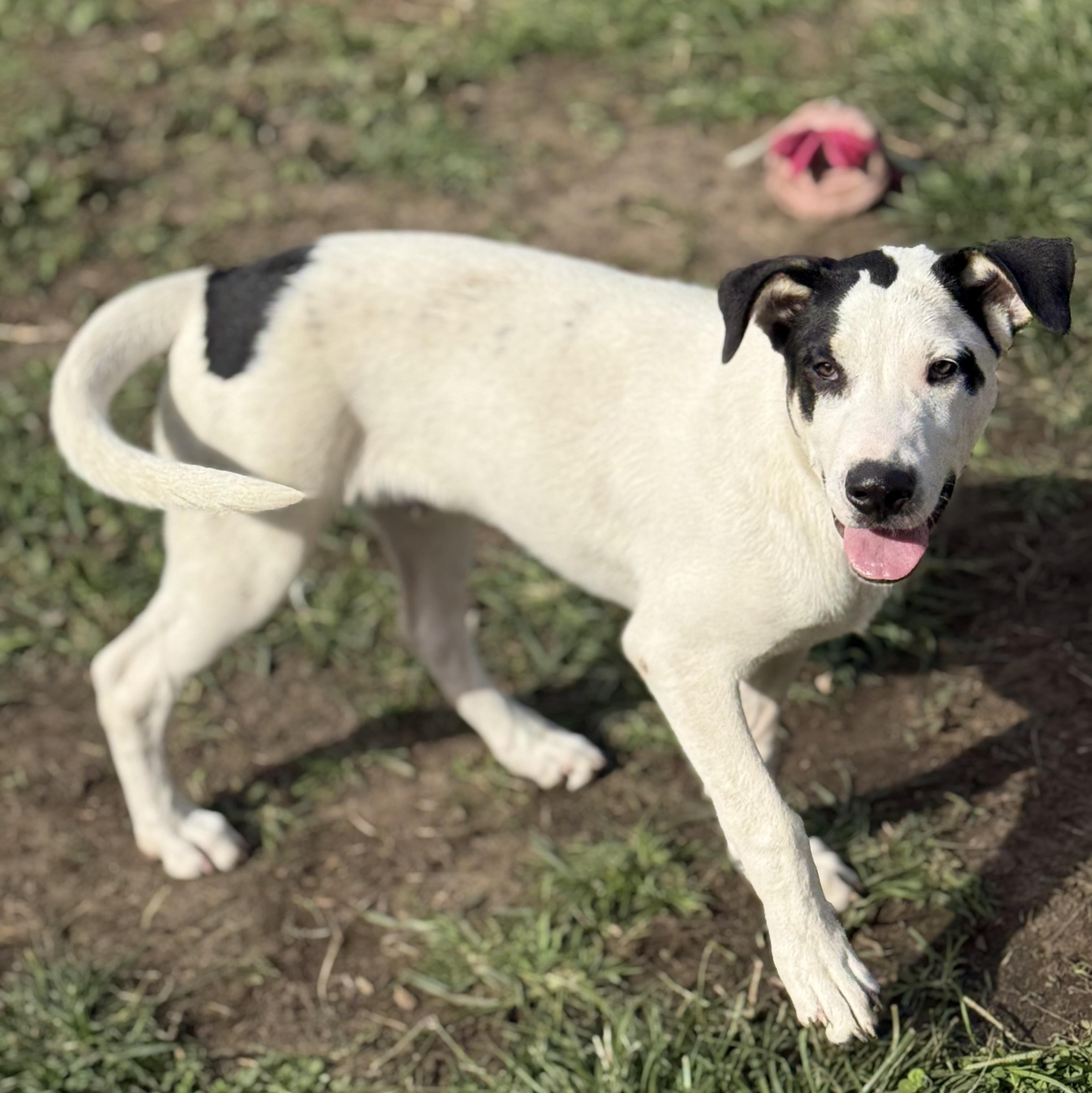 Enlarge Max, a Adoptable mixed breed in Glenolden, PA image 6/6