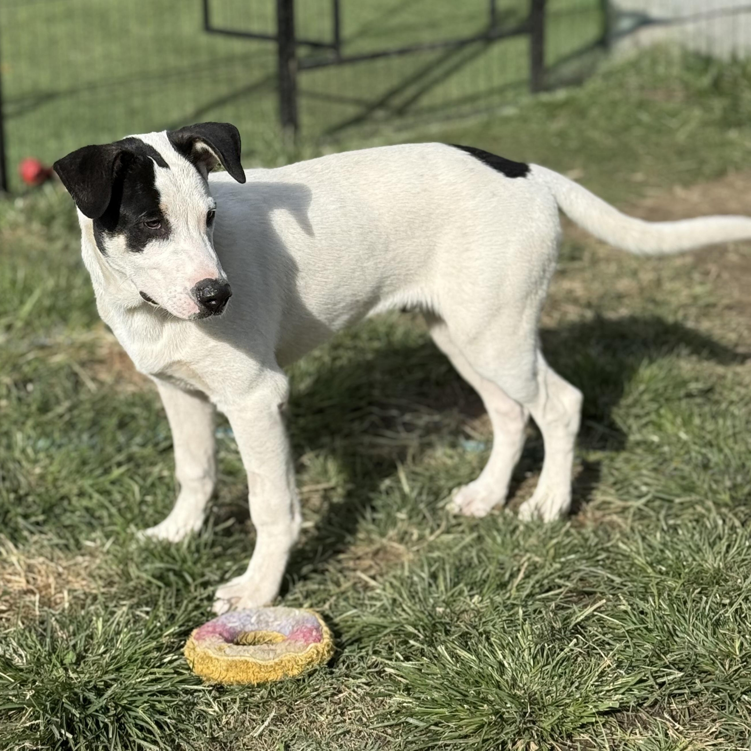 Enlarge Max, a Adoptable mixed breed in Glenolden, PA image 3/6