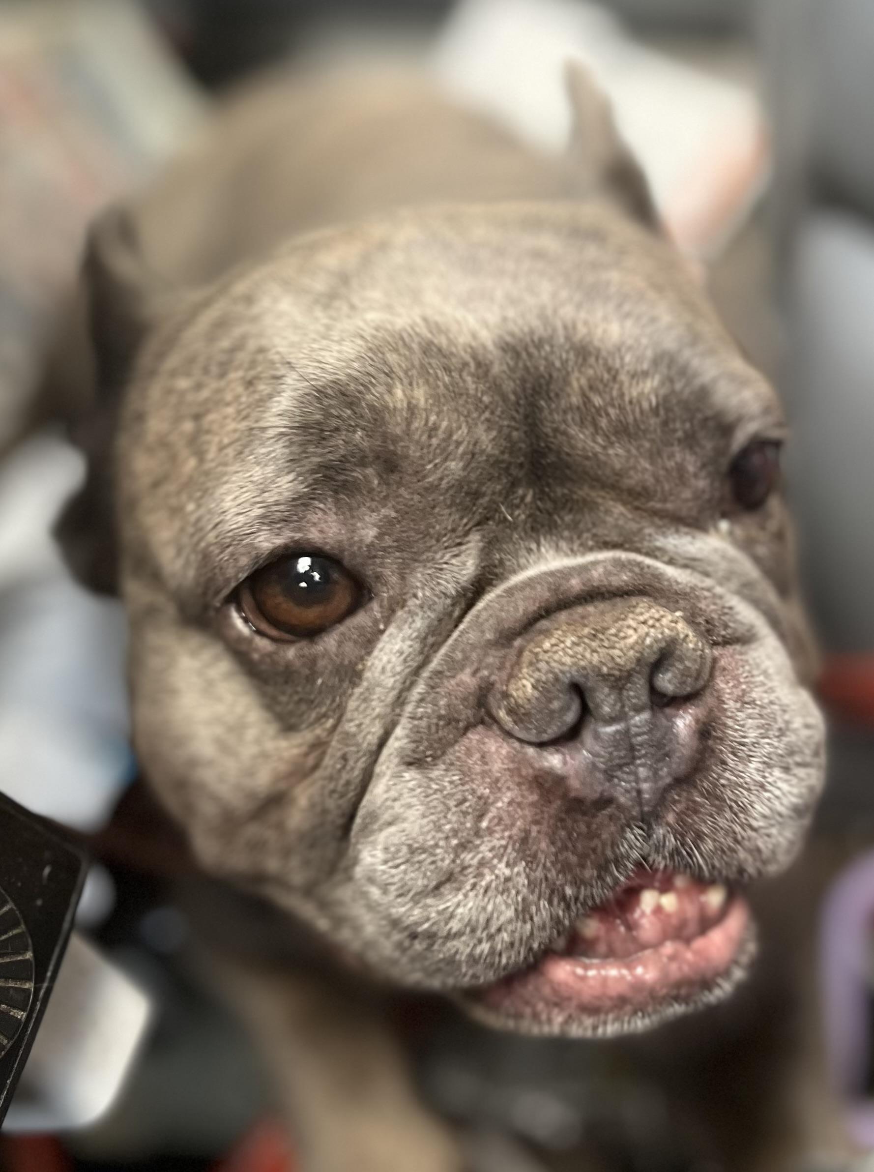 Luna and Henry, a Adoptable French Bulldog in HEMET, CA image 2/6