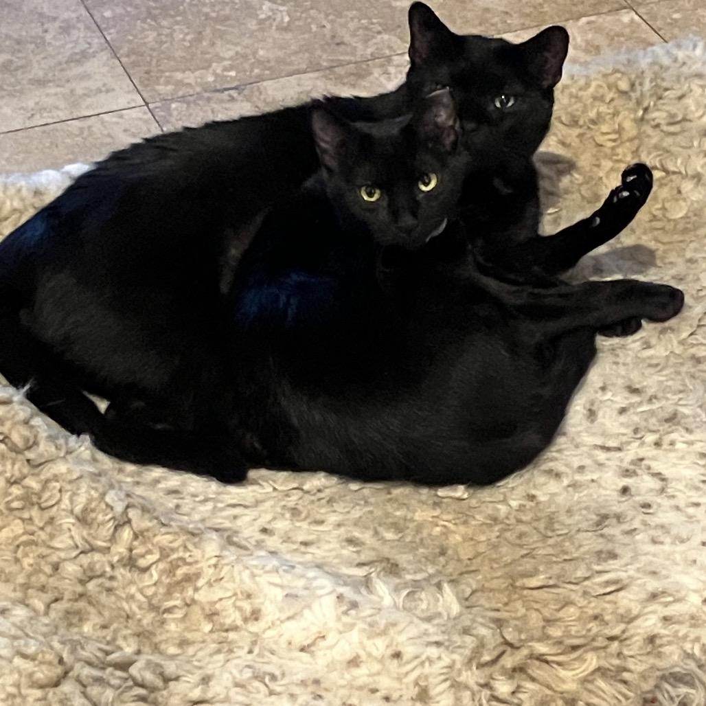 Enlarge Booker, a Adoptable Domestic Short Hair in Bountiful, UT image 1/3