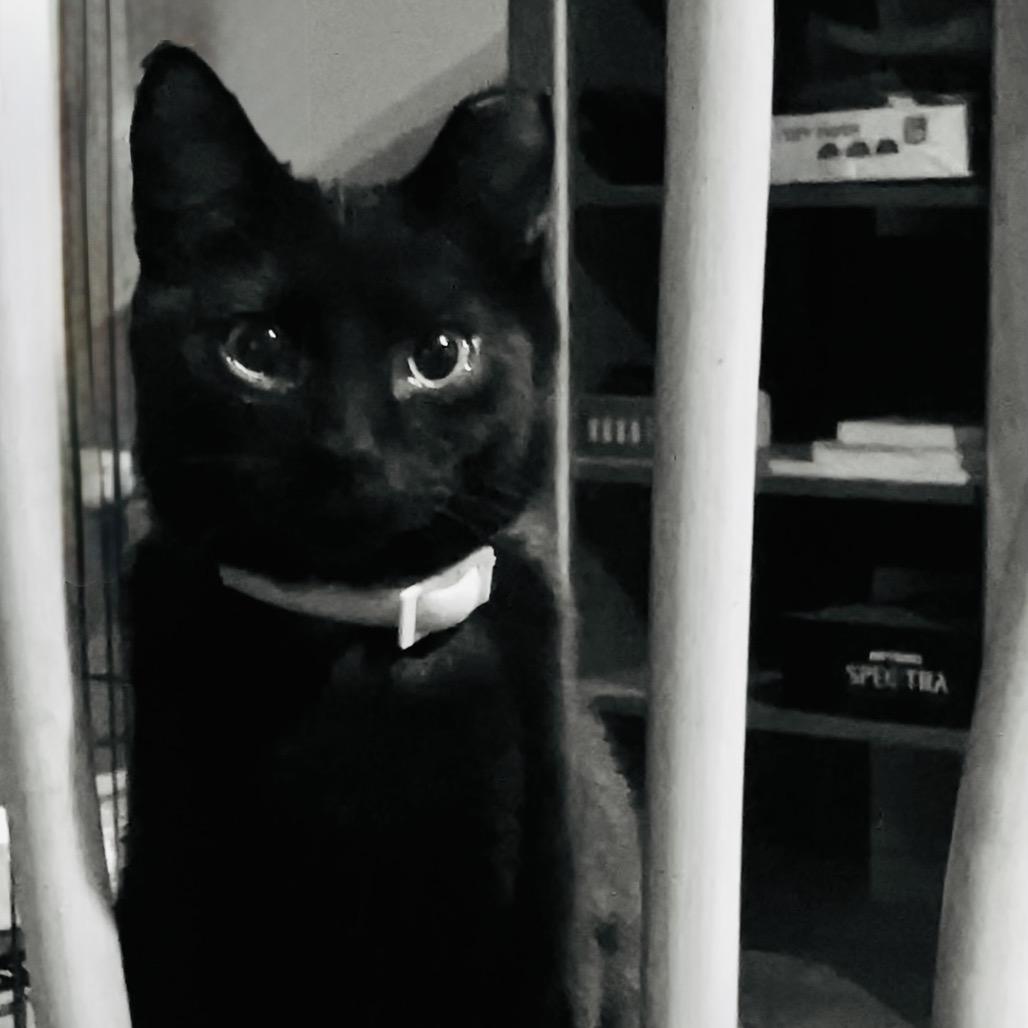 Enlarge Booker, a Adoptable Domestic Short Hair in Bountiful, UT image 2/3