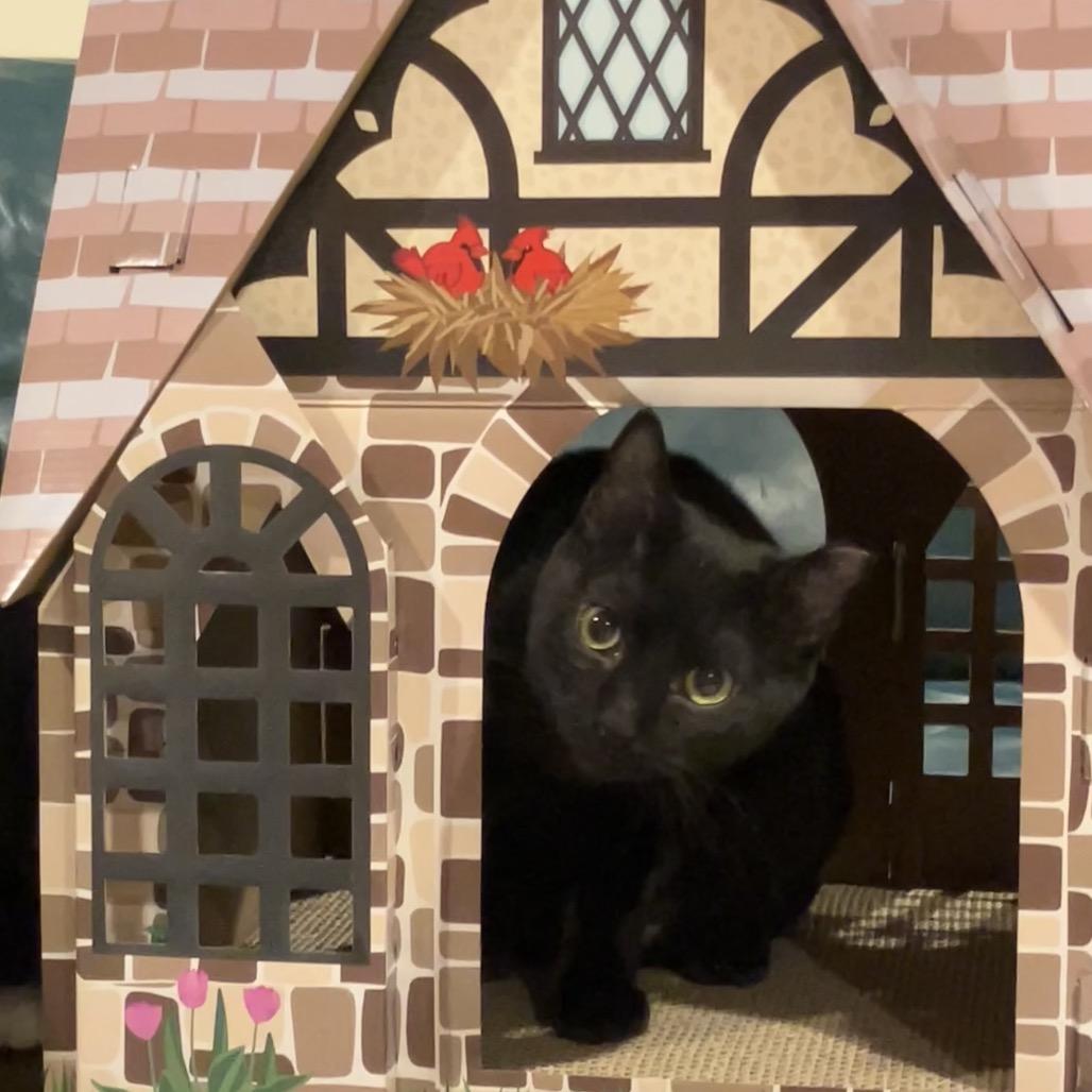 Enlarge Booker, a Adoptable Domestic Short Hair in Bountiful, UT image 3/3