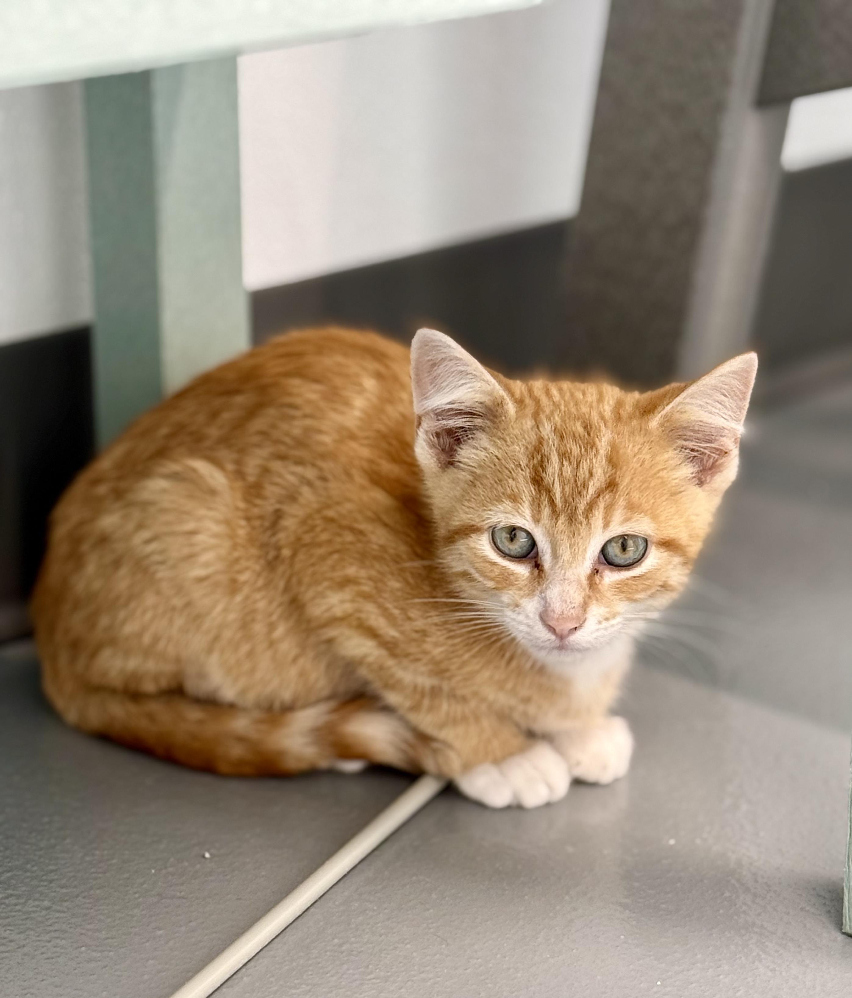 Adam, a ADOPTABLE Domestic Short Hair in Kalamazoo, MI image 3/3