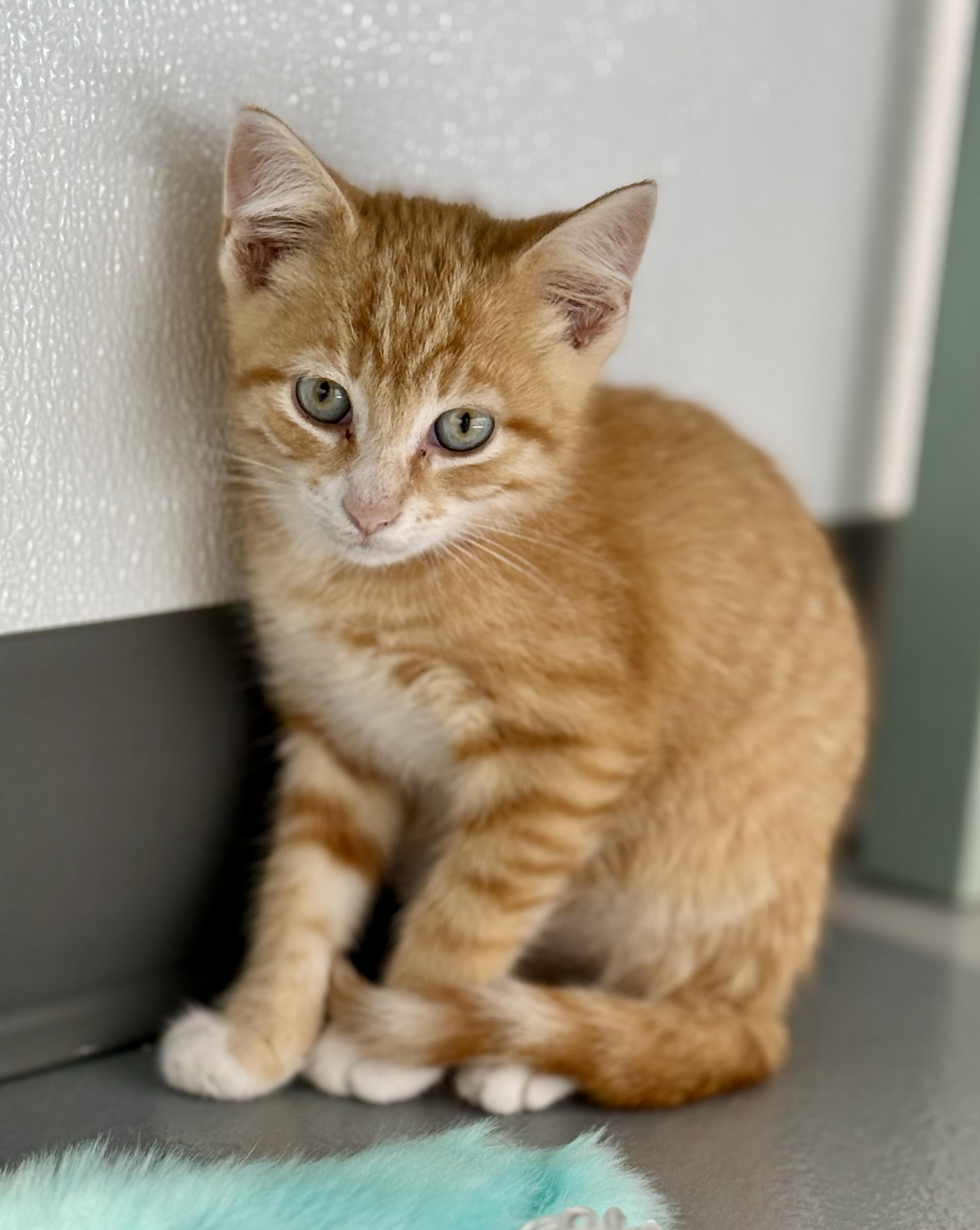 Adam, a ADOPTABLE Domestic Short Hair in Kalamazoo, MI image 1/3