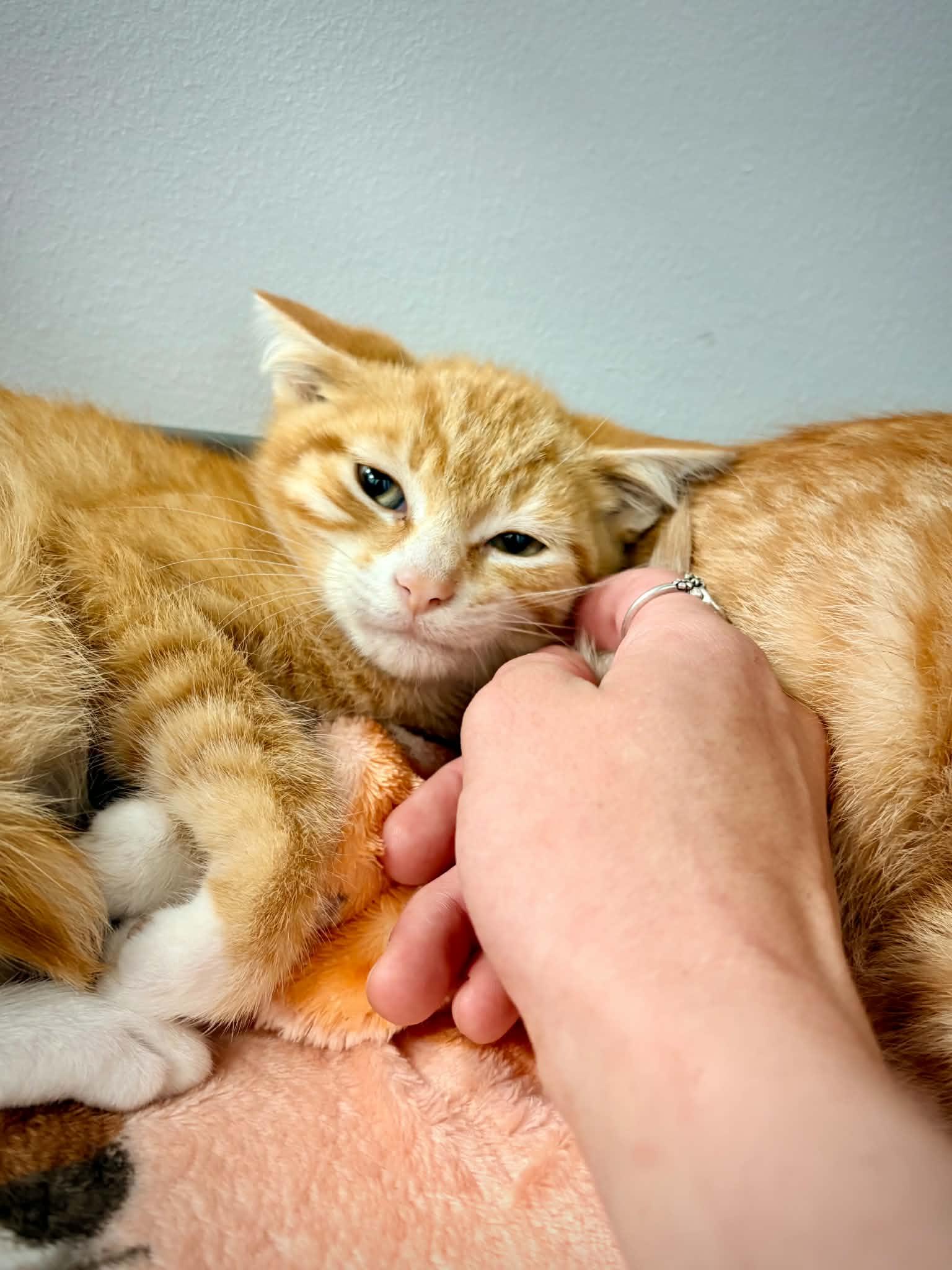 Adam, a ADOPTABLE Domestic Short Hair in Kalamazoo, MI image 2/3