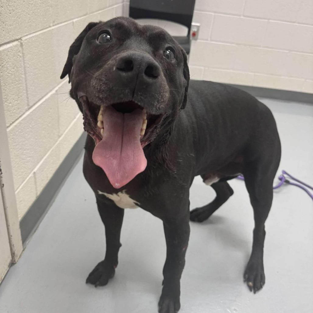 Cash, Adoptable, Senior Male Pit Bull Terrier & Black Labrador Retriever.