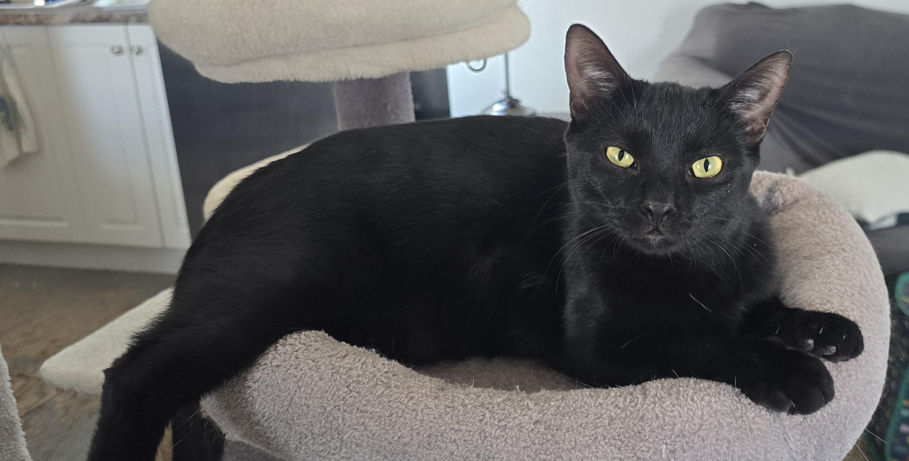 Plumette, adoptable, Young Female Domestic Short Hair.