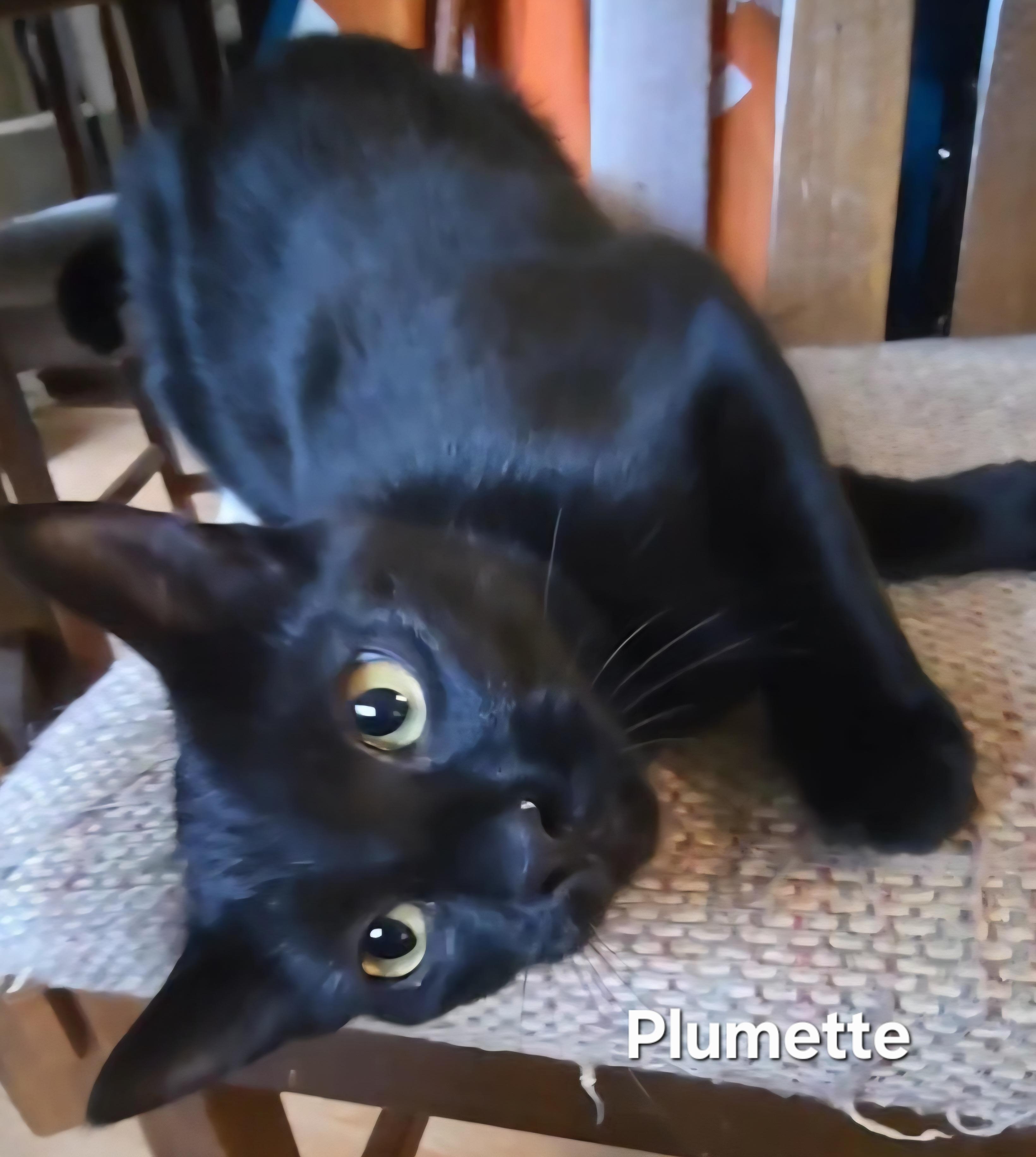 Enlarge Plumette, a ADOPTABLE Domestic Short Hair in Stevensville, ON image 1/1