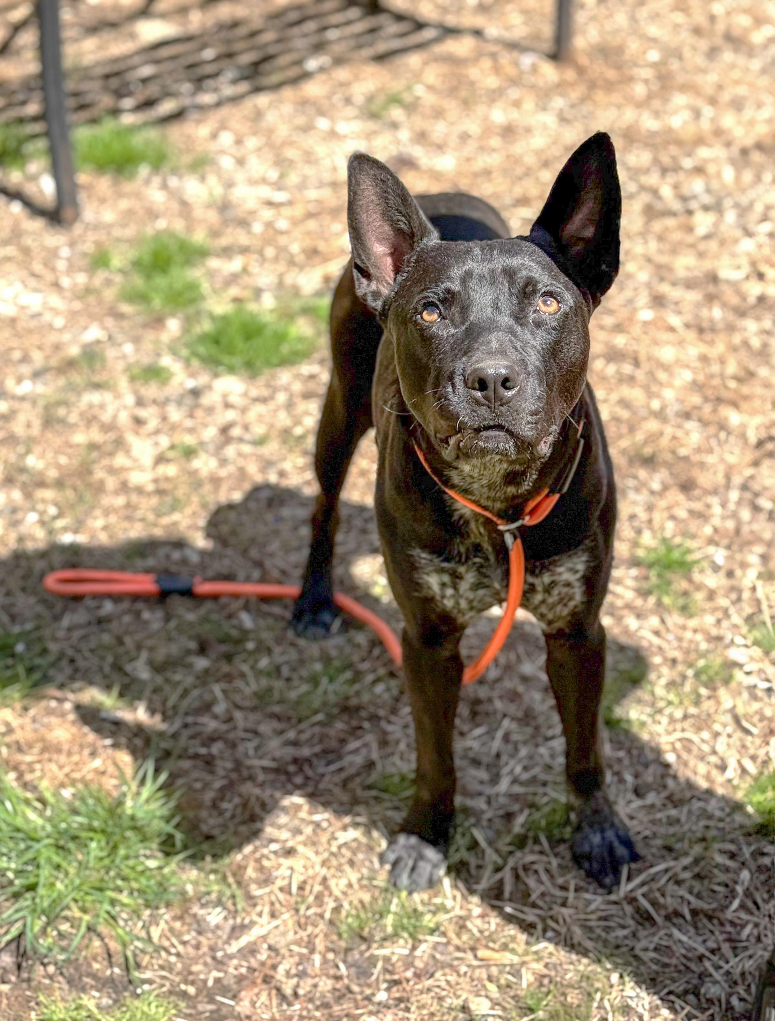 Jax, a Adoptable mixed breed in Frederick, MD image 6/6