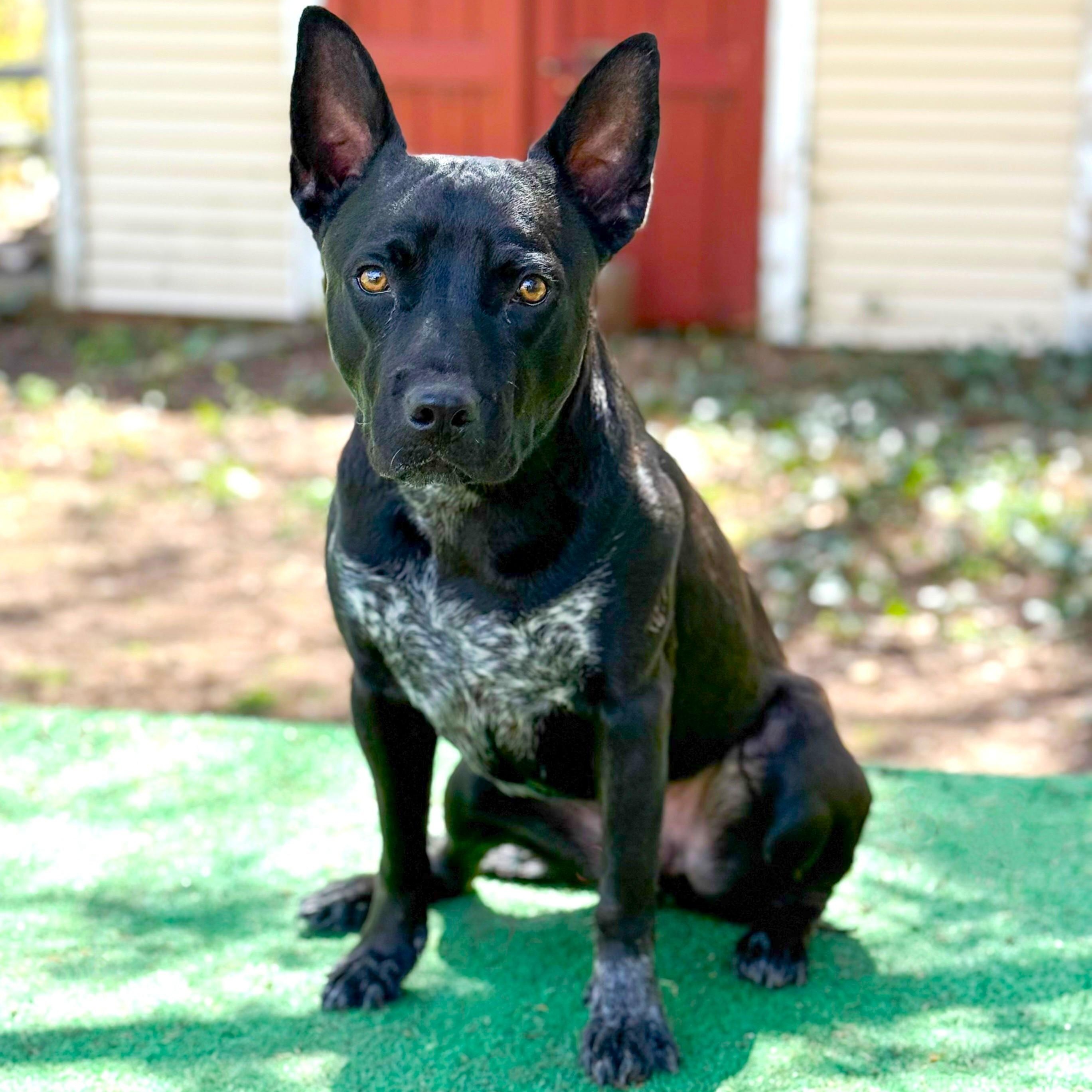 Jax, a Adoptable mixed breed in Frederick, MD image 1/6